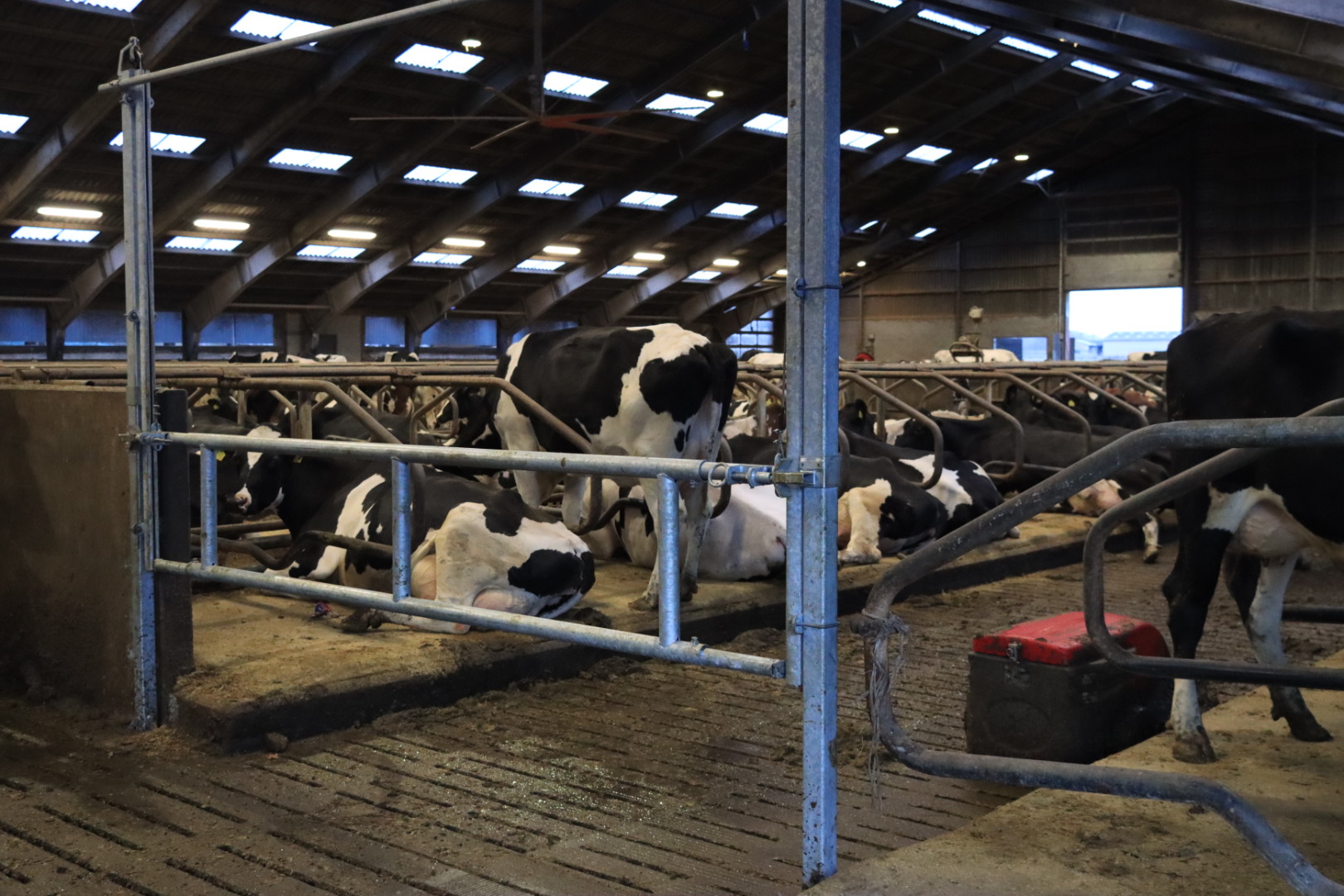 Nyt staldanlæg hos Højrupgaard Agro tages i brug