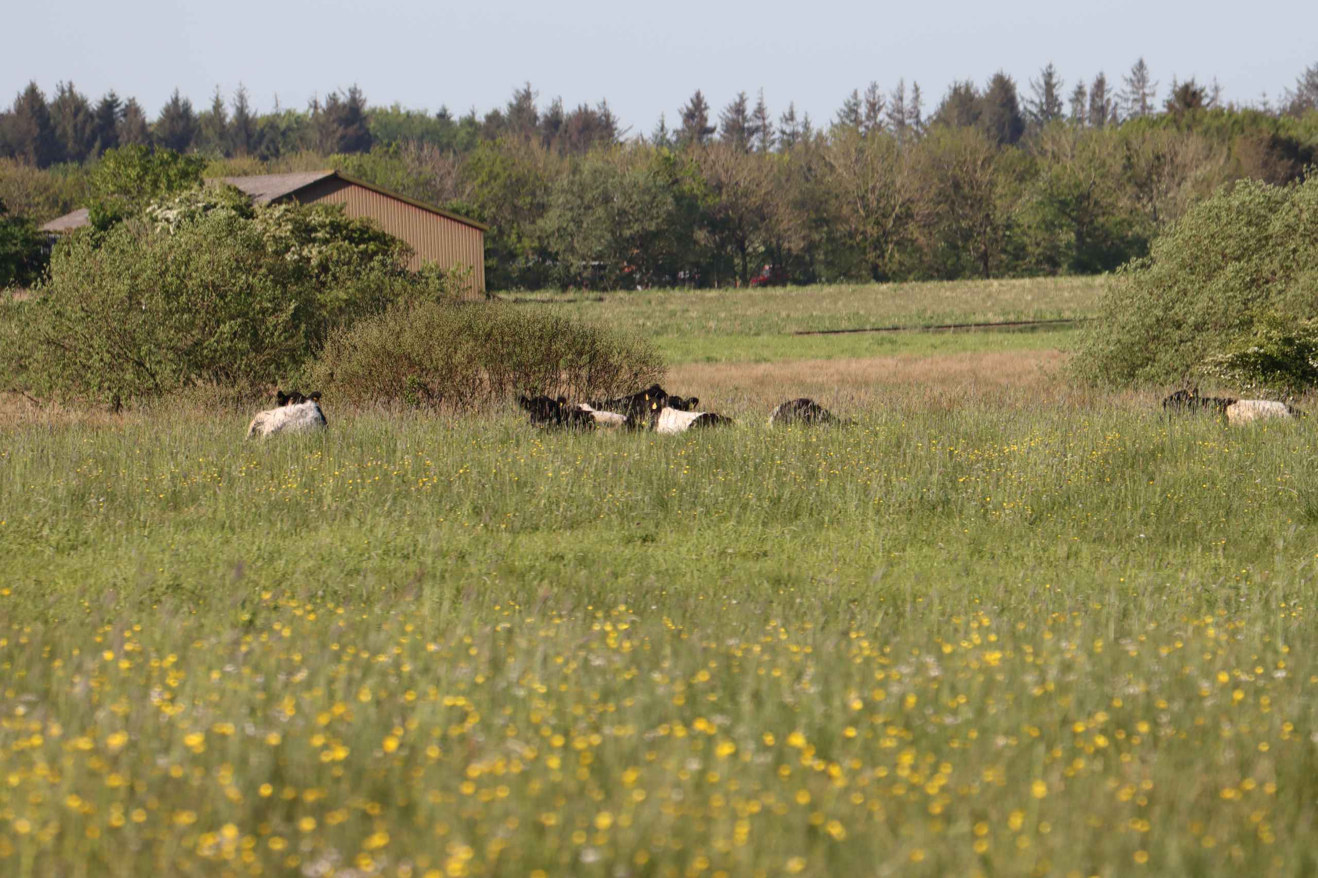 Bynær natur lokker beboere