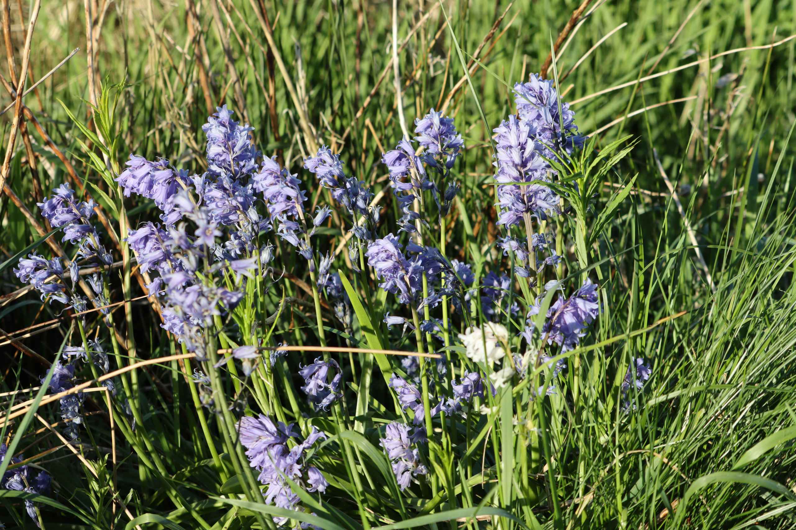 Bynær natur lokker beboere
