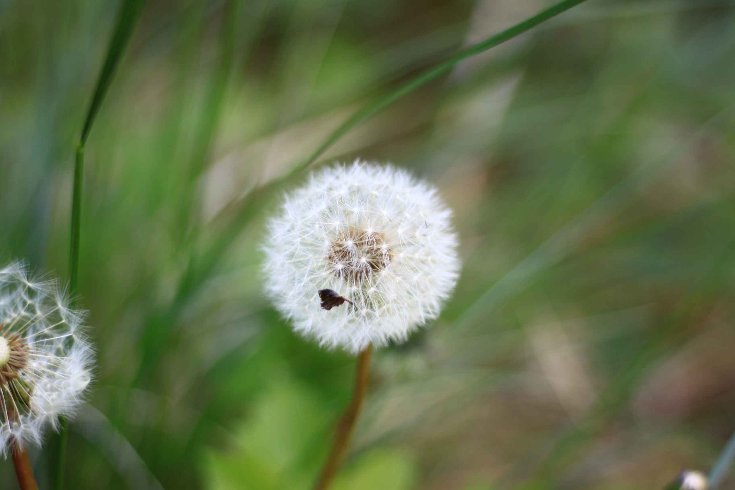 Bynær natur lokker beboere