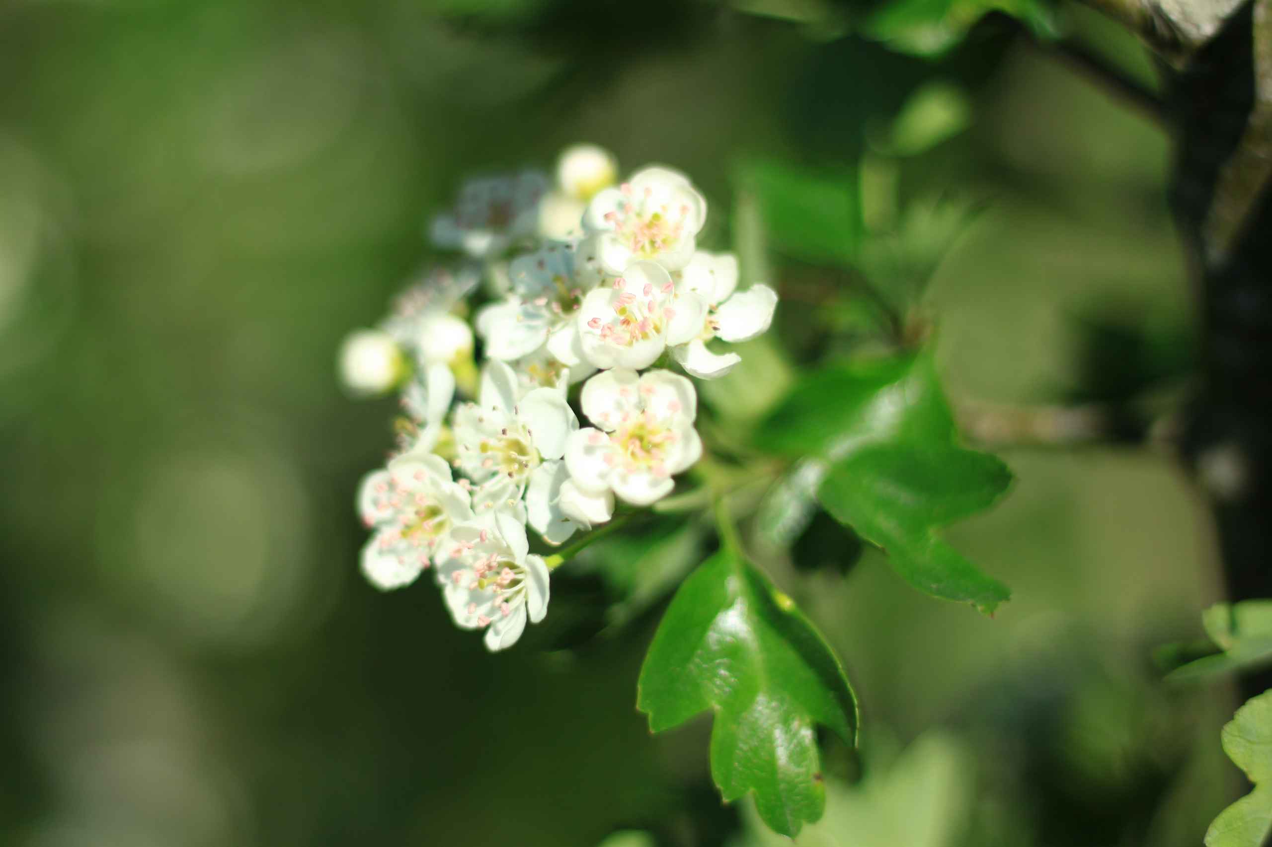 Bynær natur lokker beboere