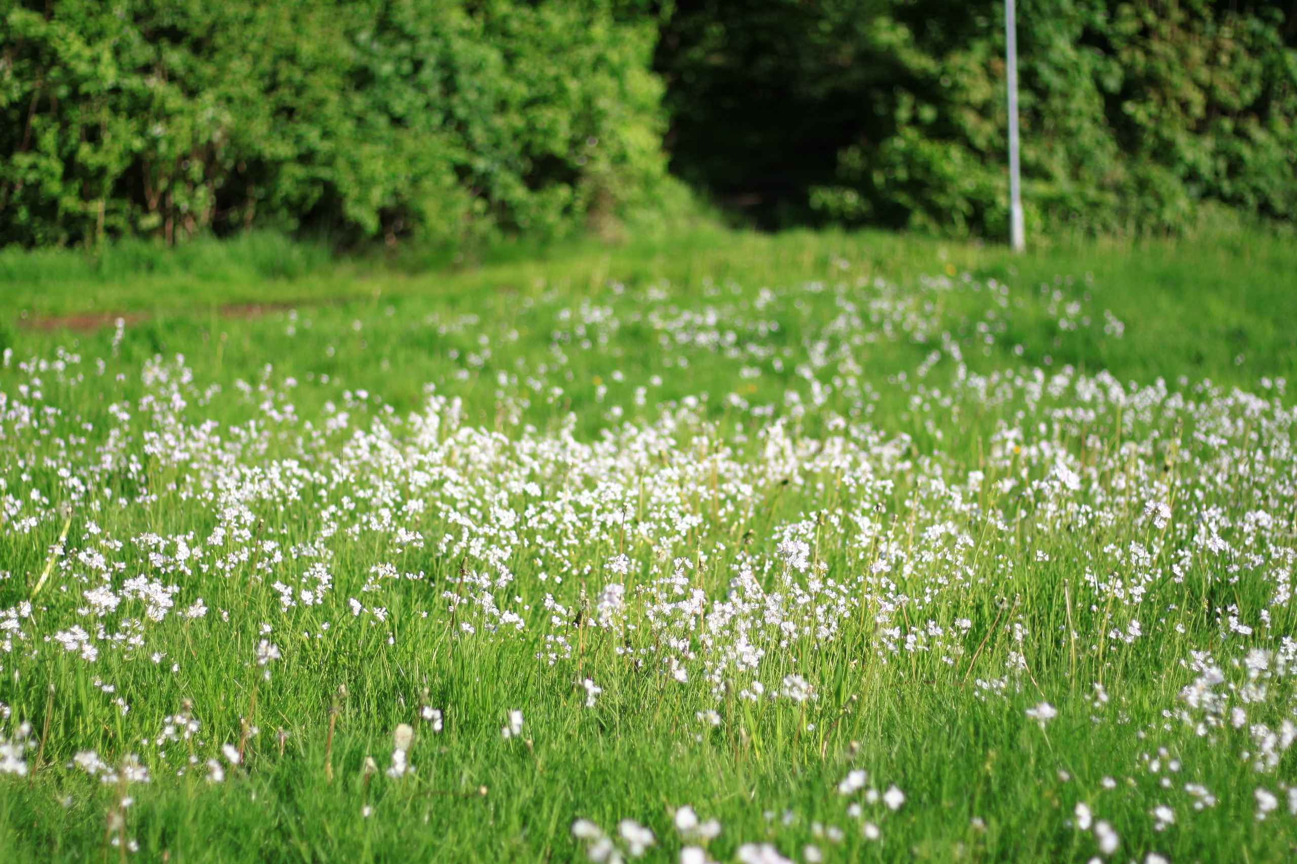 Bynær natur lokker beboere