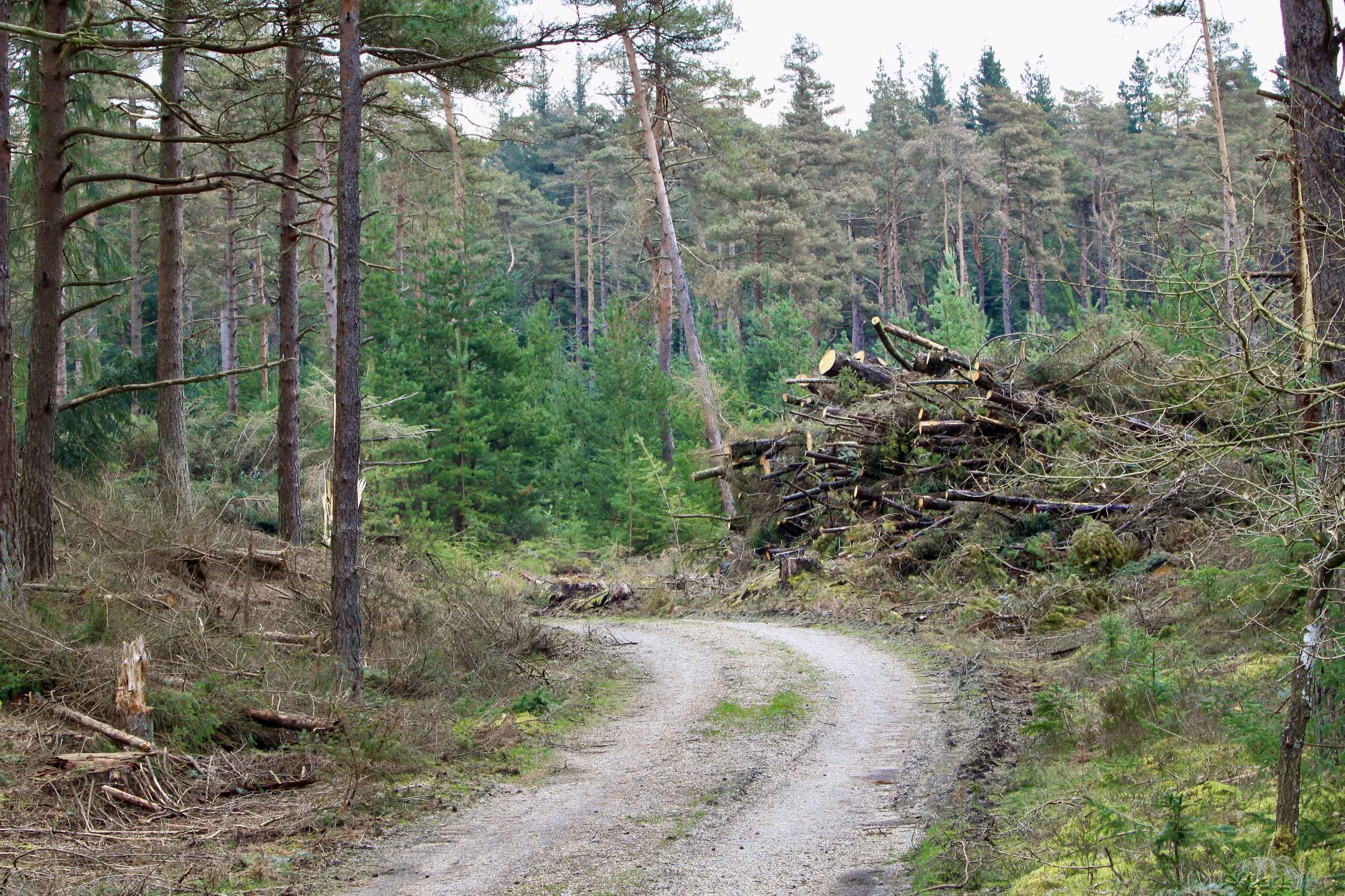 Turister i egen baghave