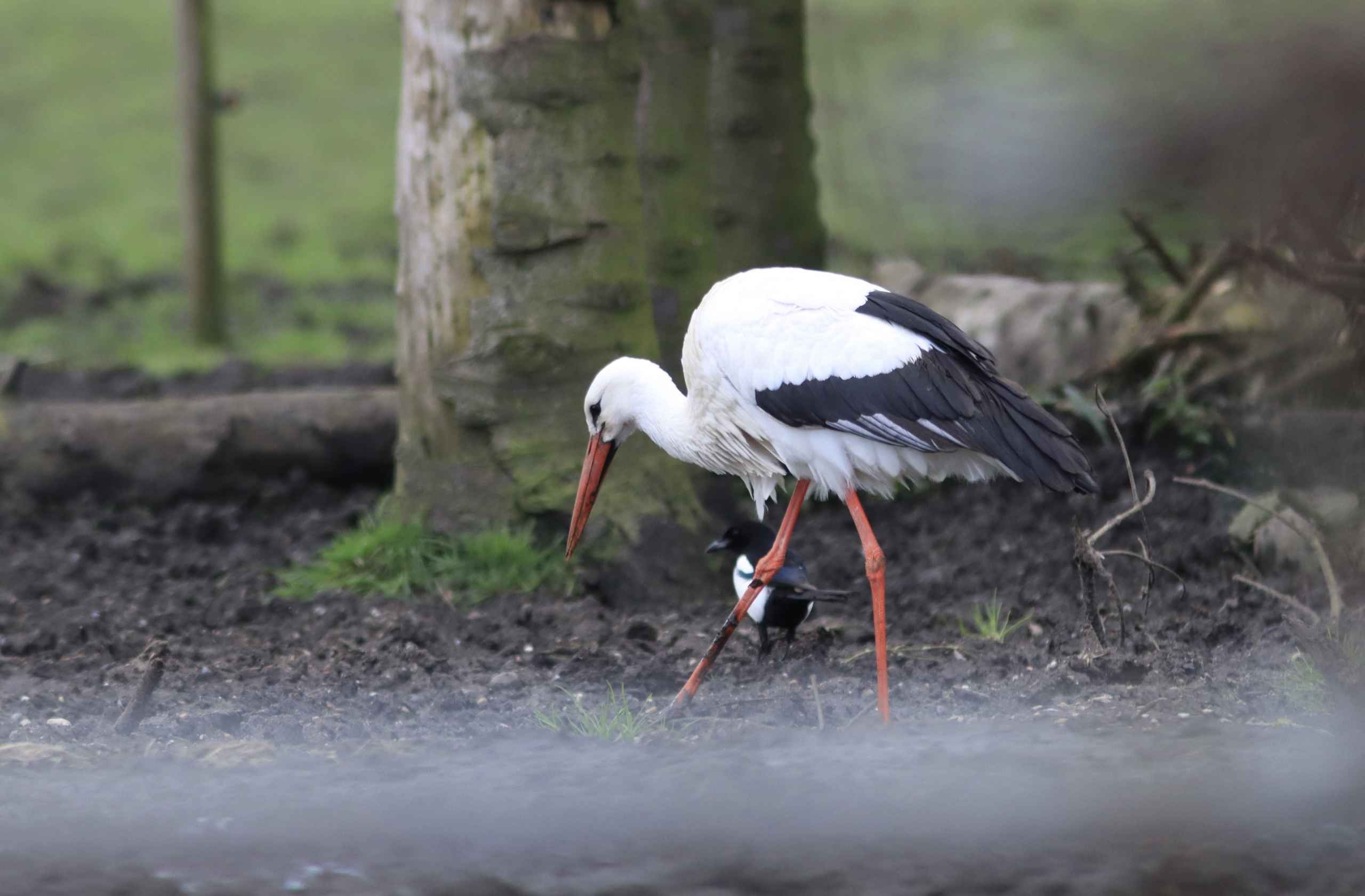 Storken besøger Outrup