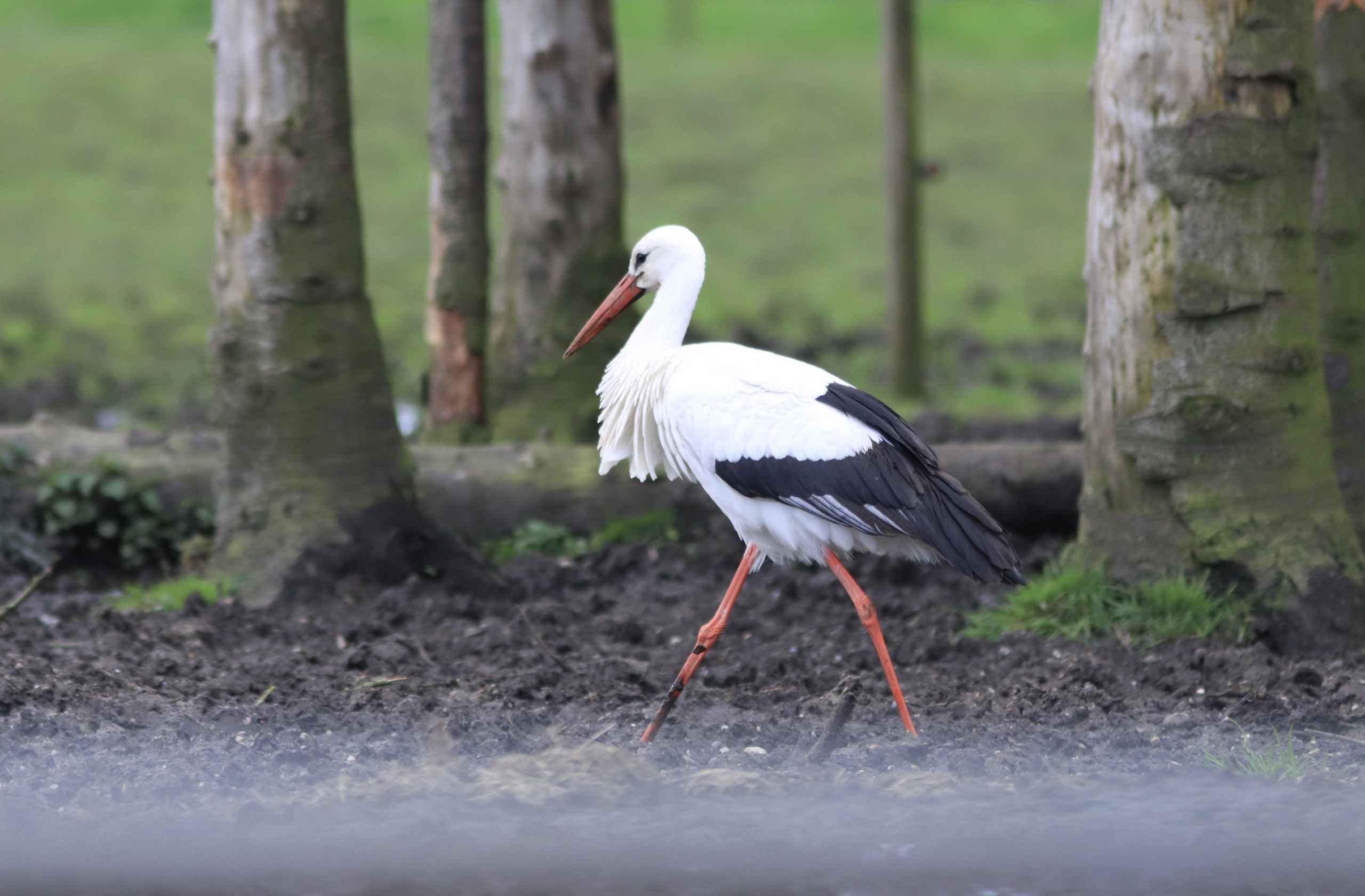Storken besøger Outrup