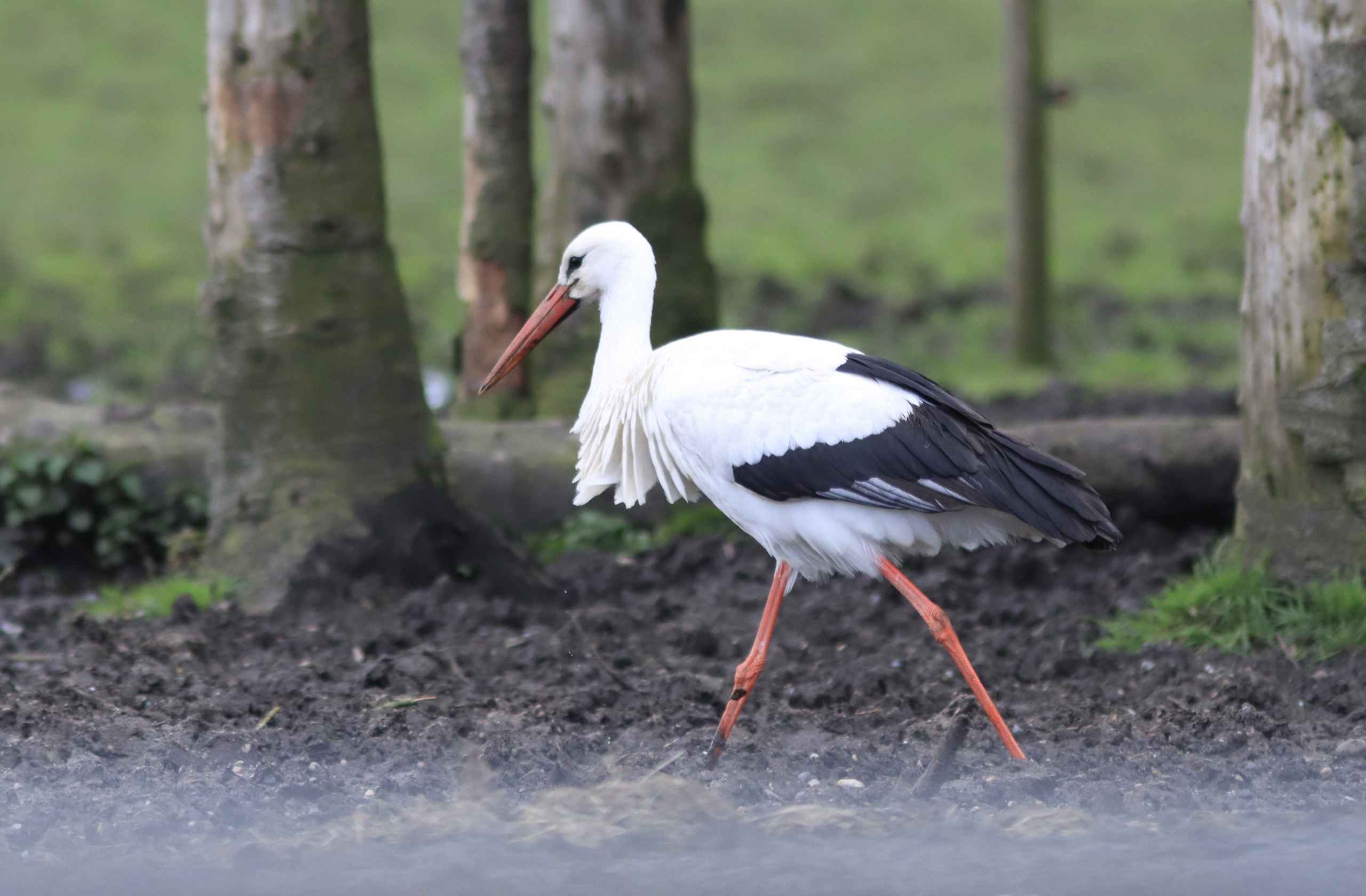 Storken besøger Outrup