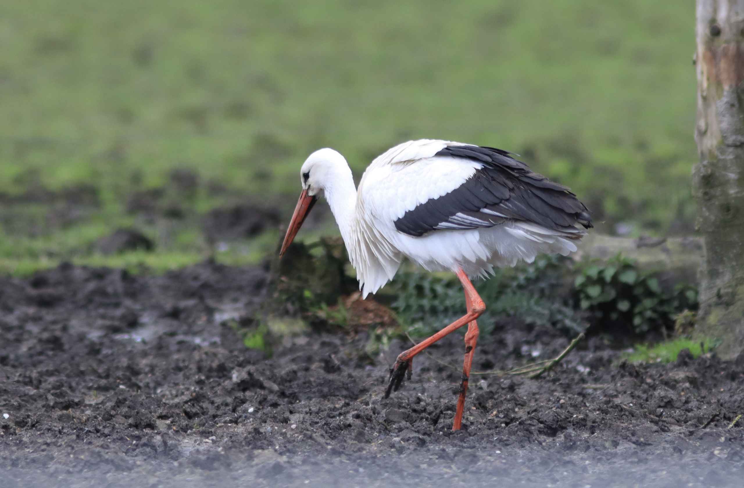 Storken besøger Outrup