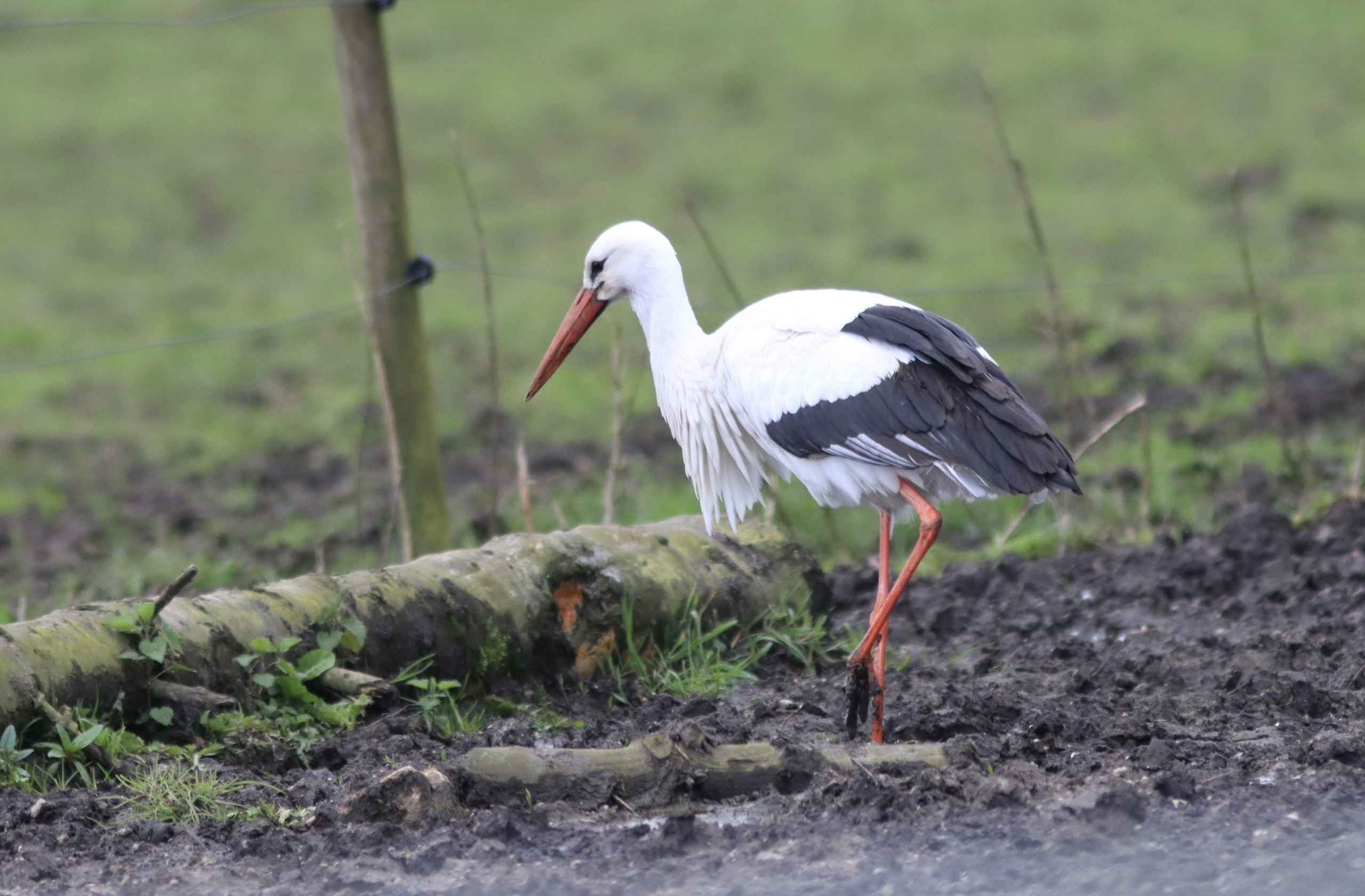 Storken besøger Outrup