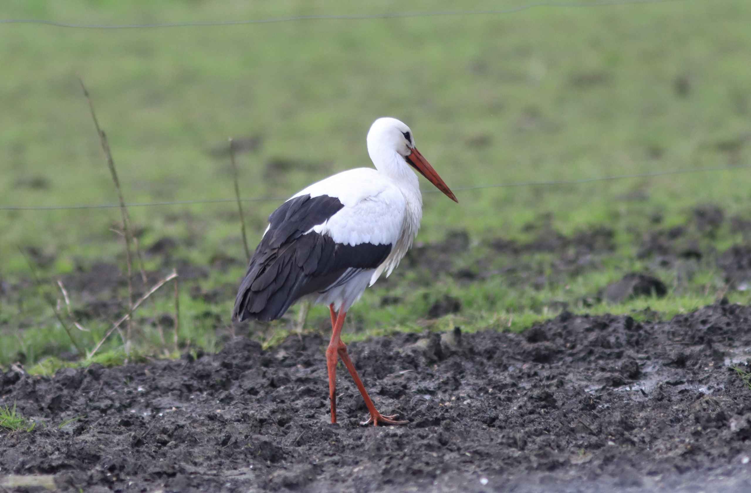 Storken besøger Outrup