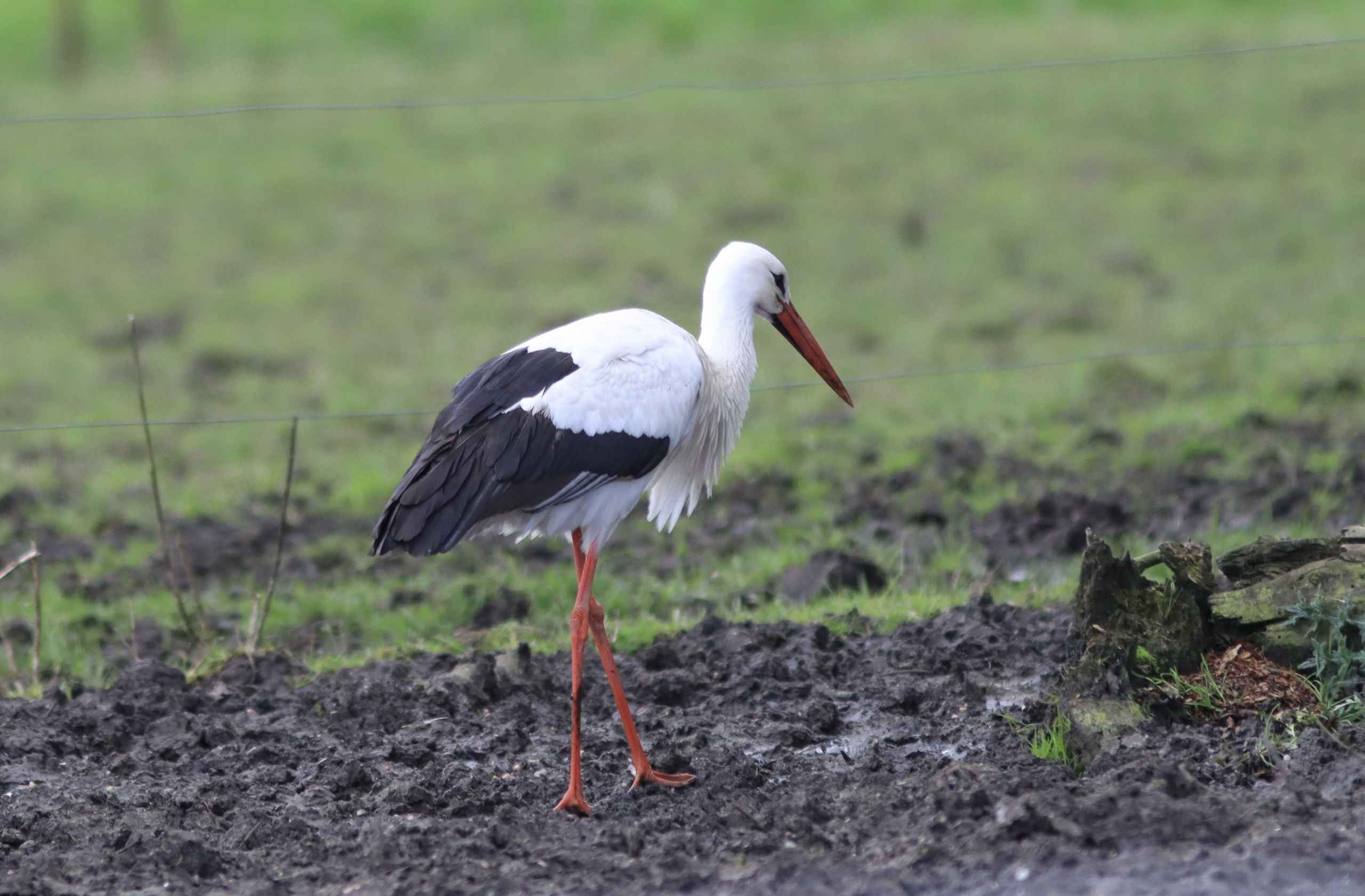Storken besøger Outrup