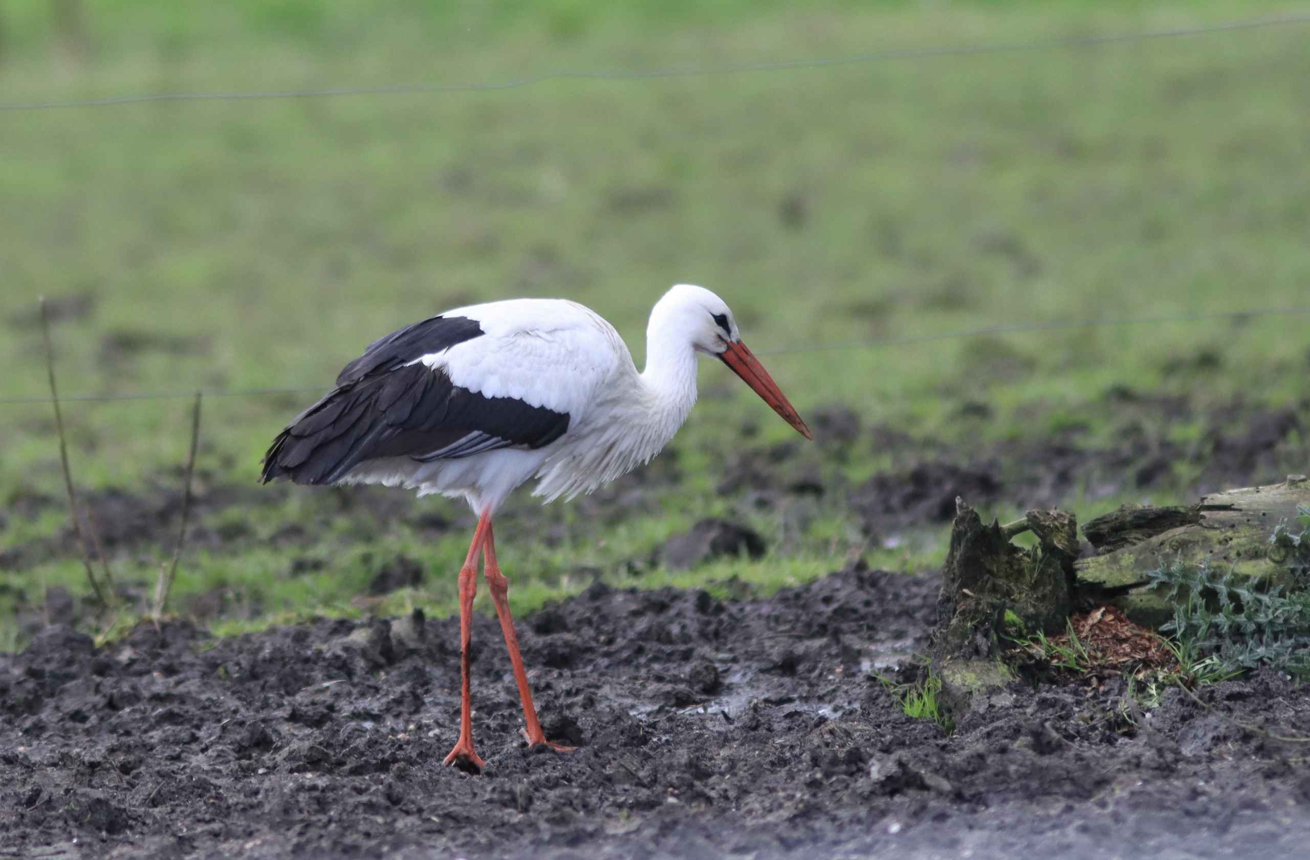 Storken besøger Outrup