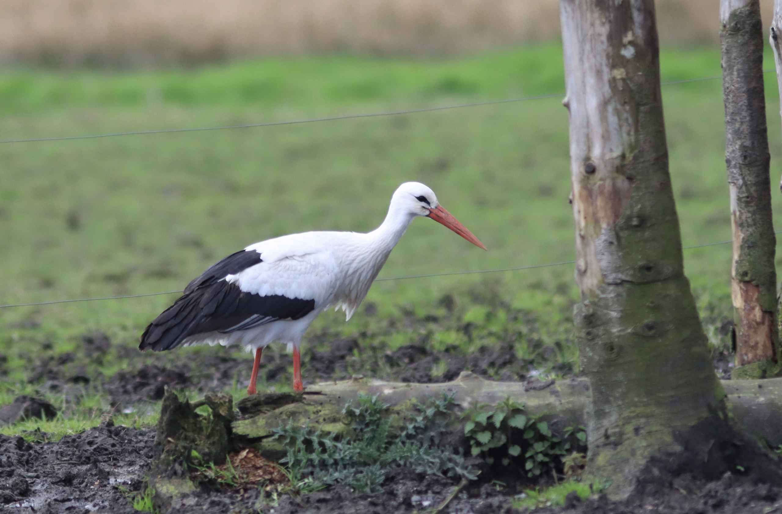 Storken besøger Outrup