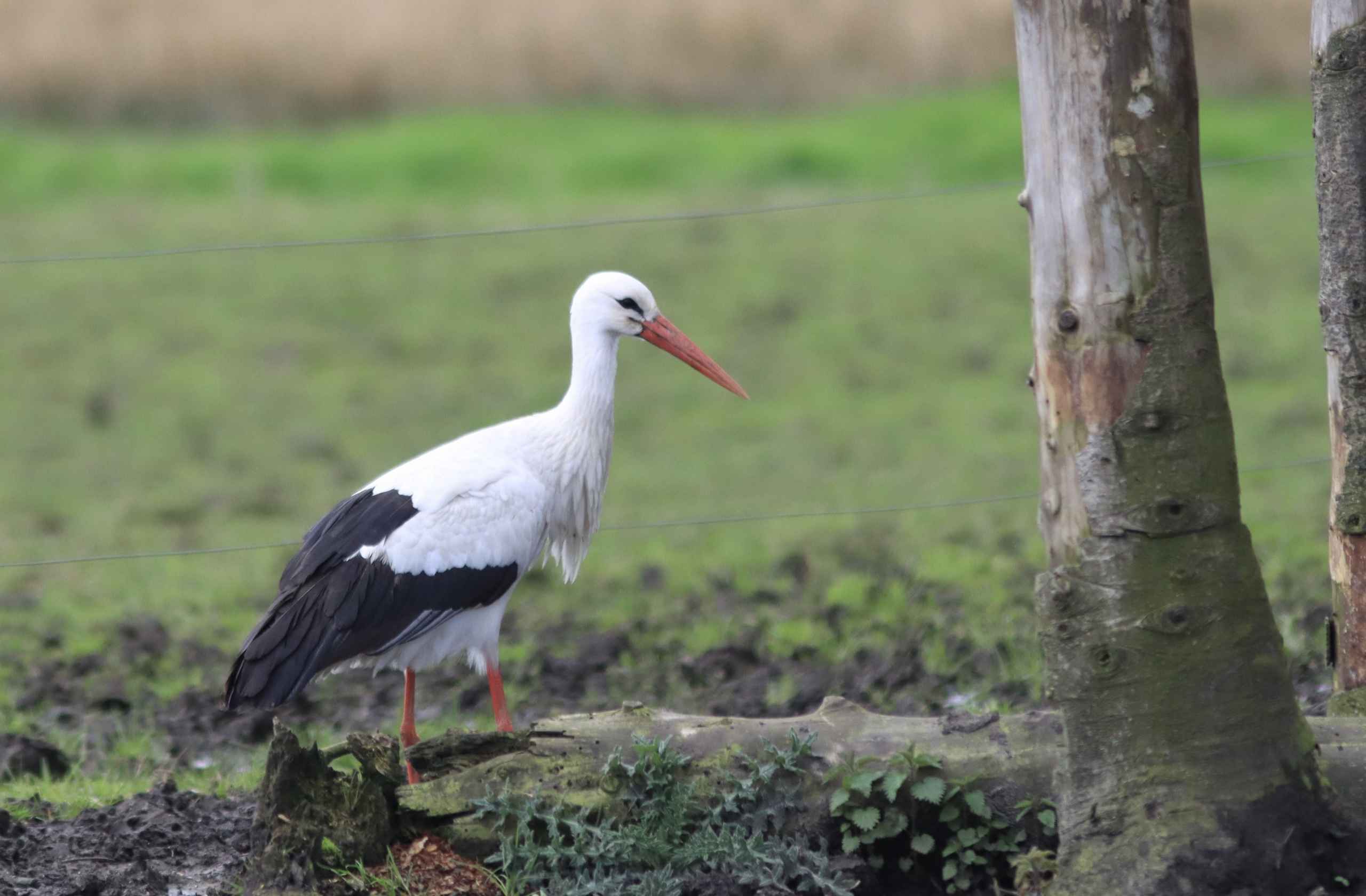 Storken besøger Outrup