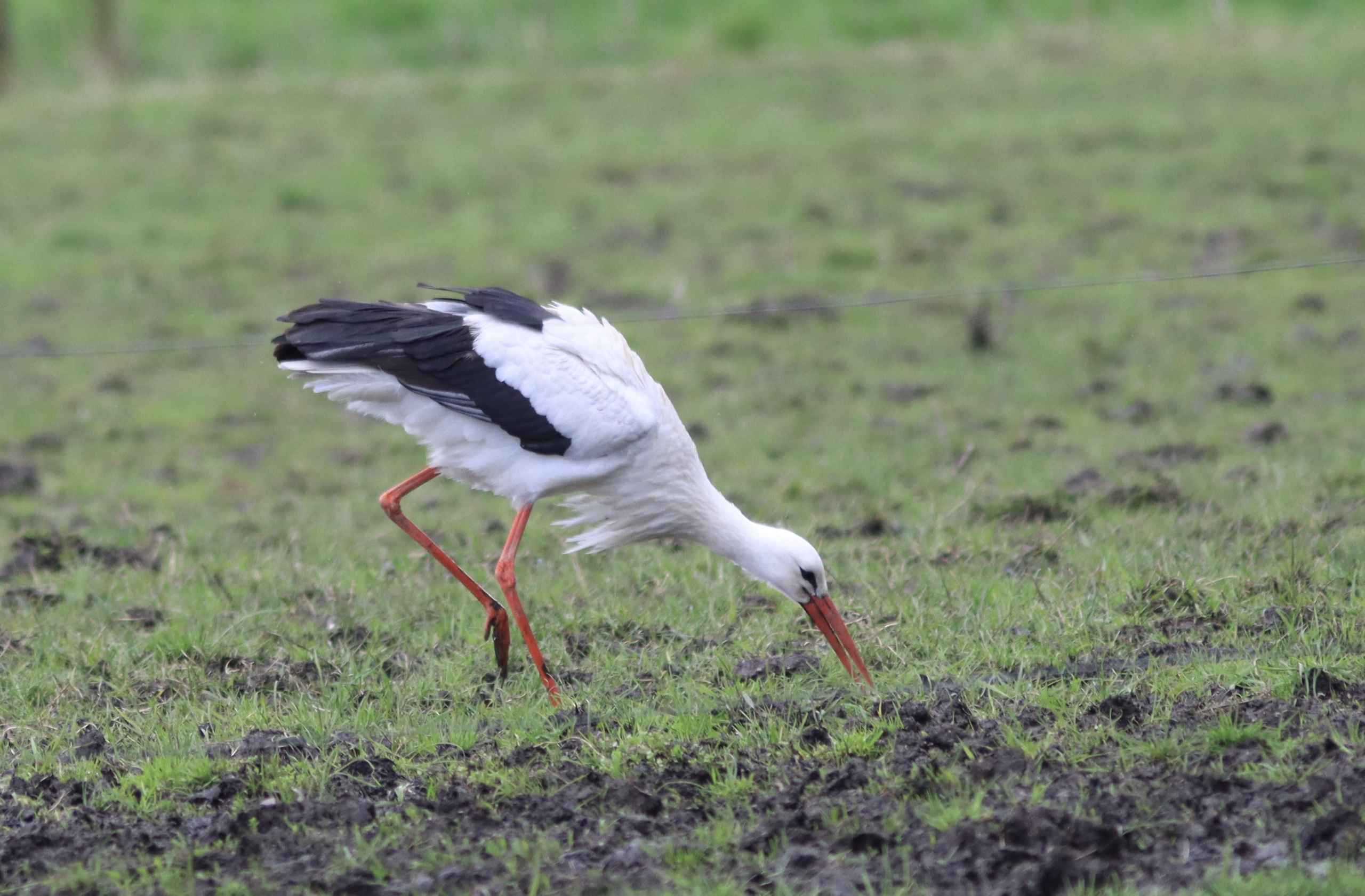 Storken besøger Outrup