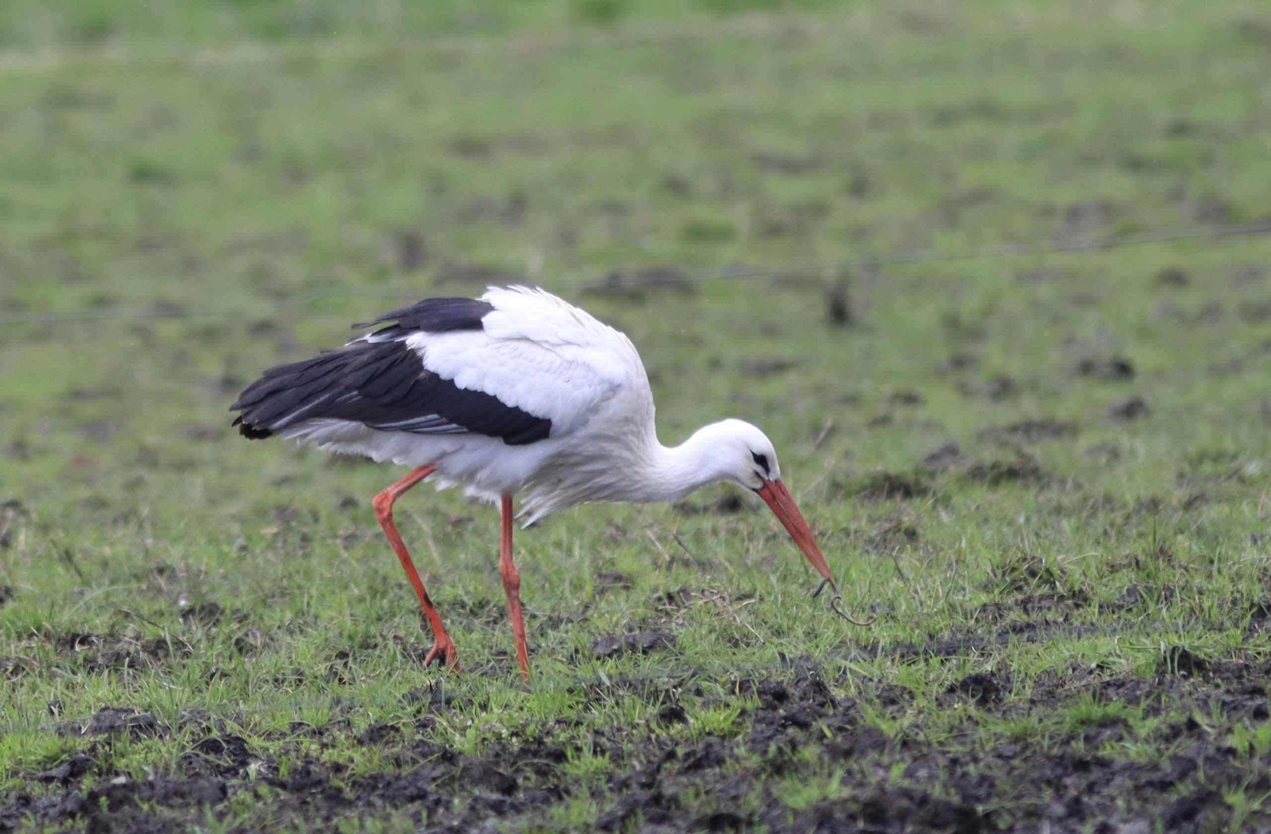 Storken besøger Outrup