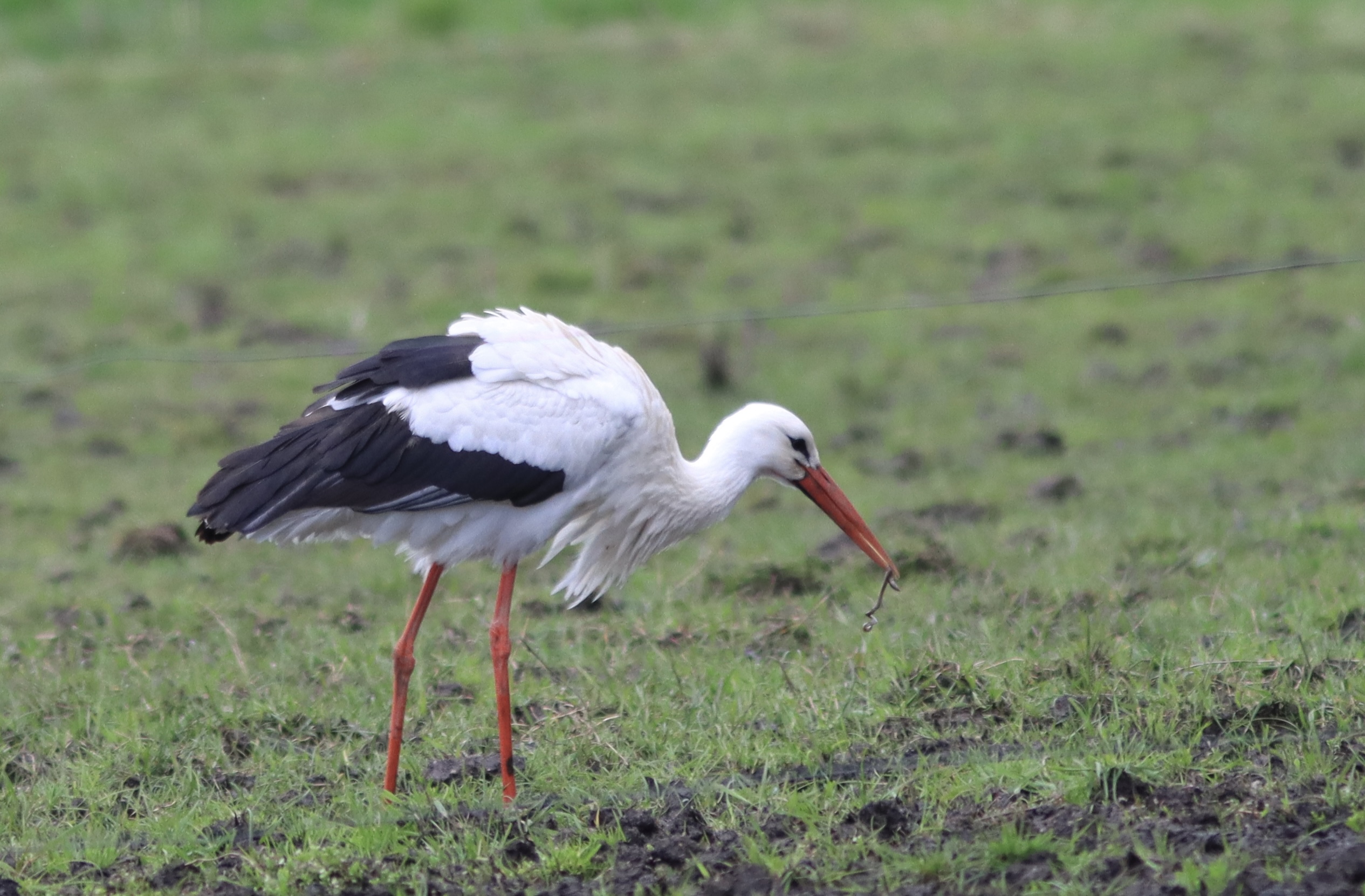 Storken besøger Outrup