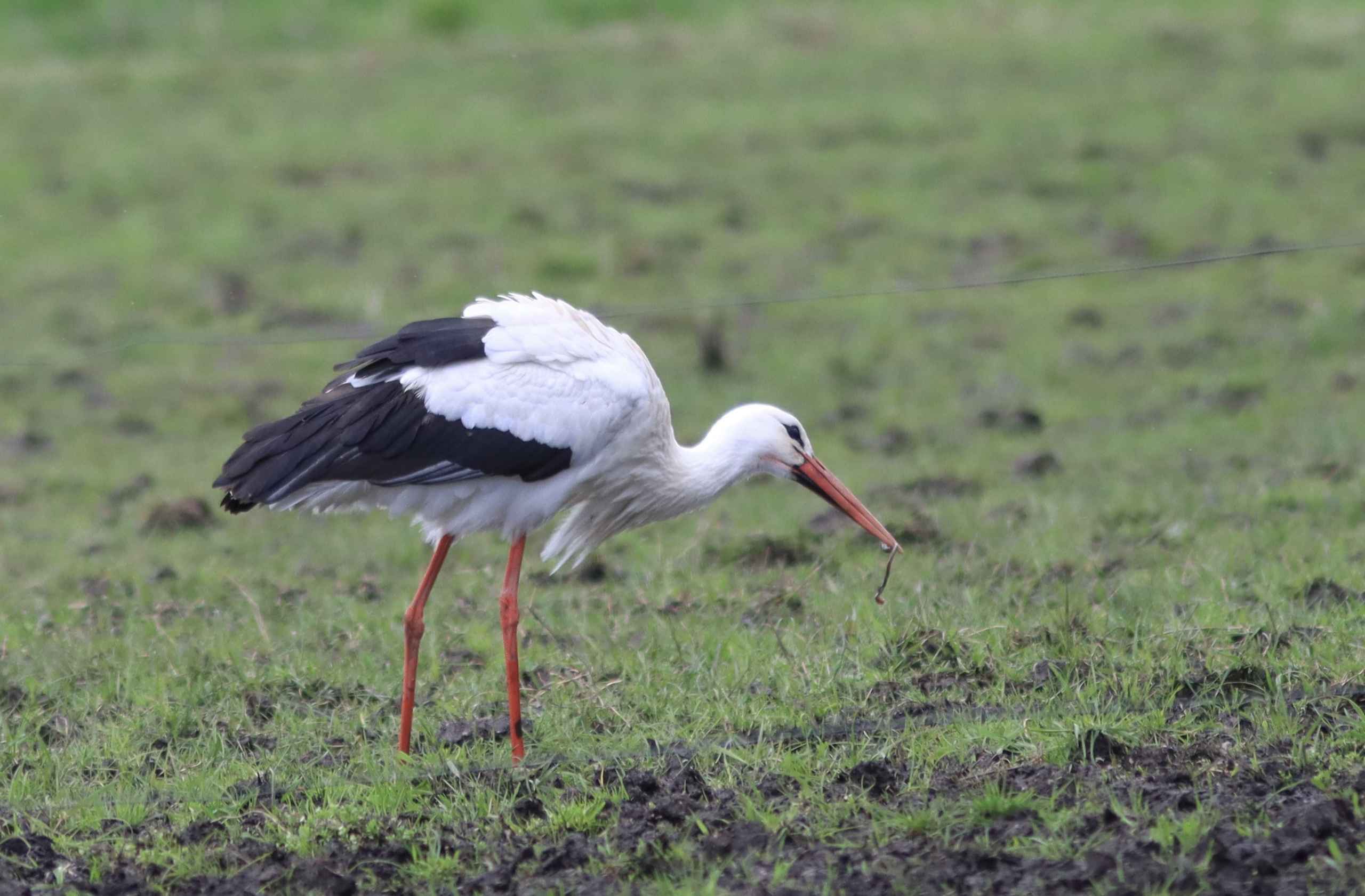Storken besøger Outrup