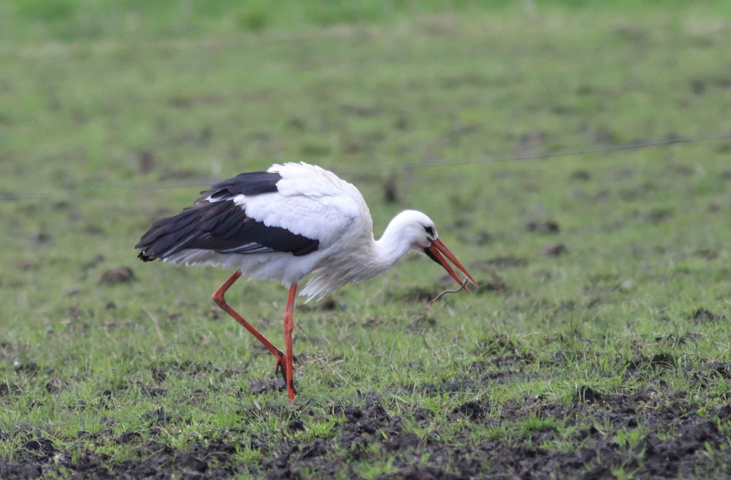 Storken besøger Outrup