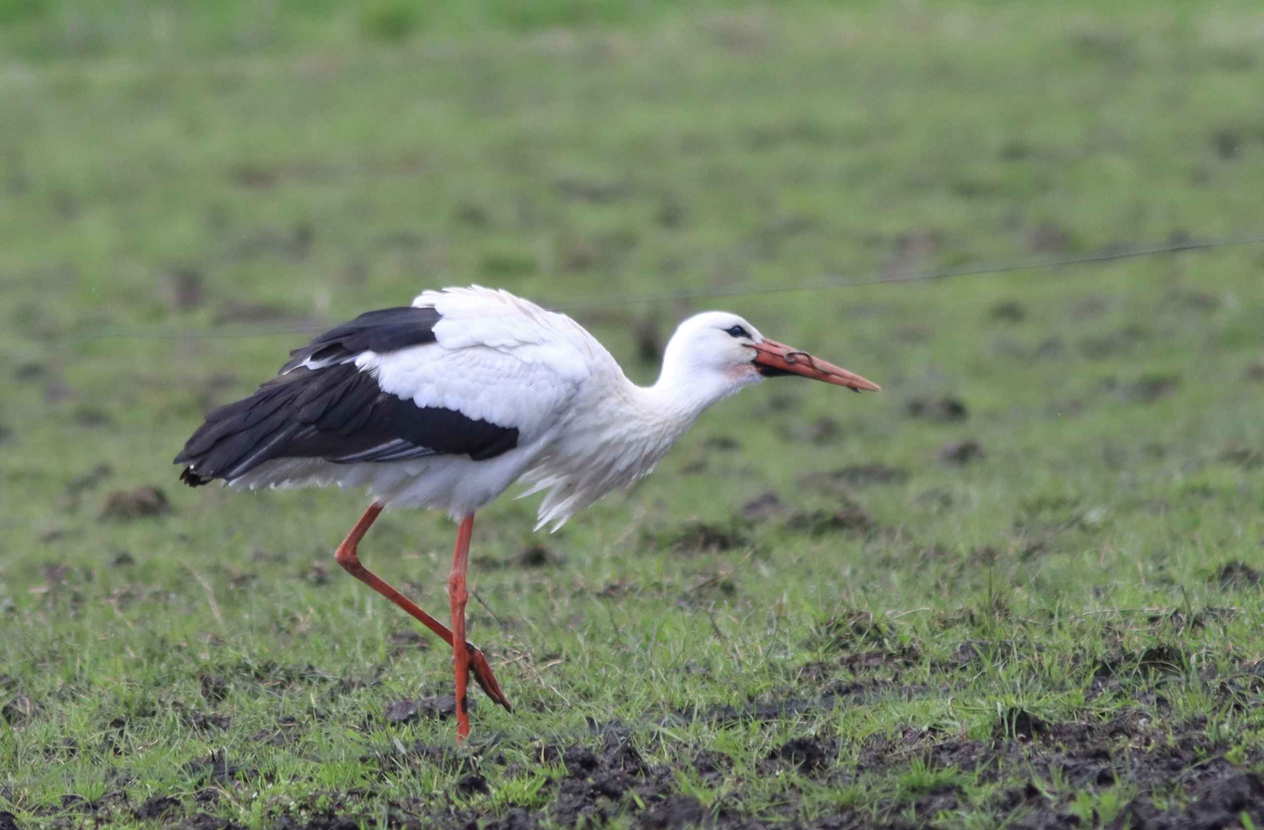 Storken besøger Outrup