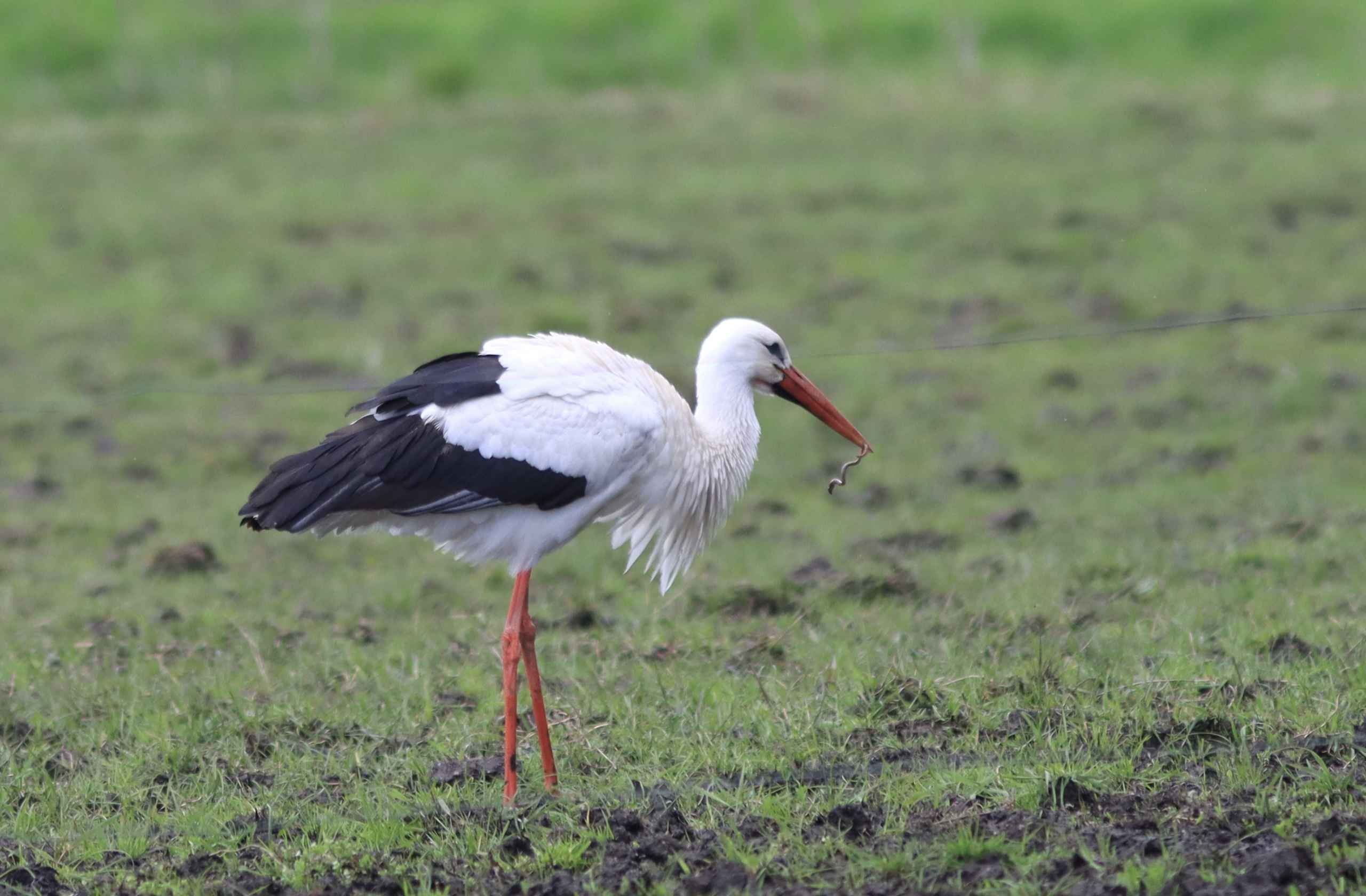 Storken besøger Outrup