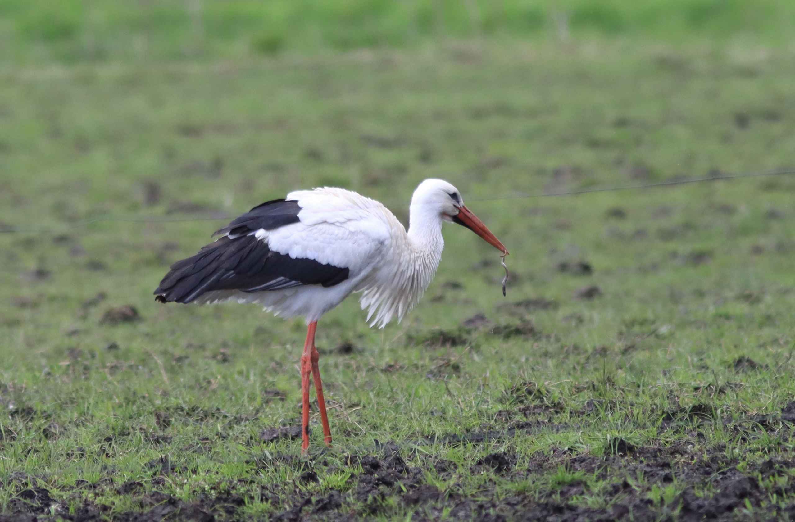 Storken besøger Outrup