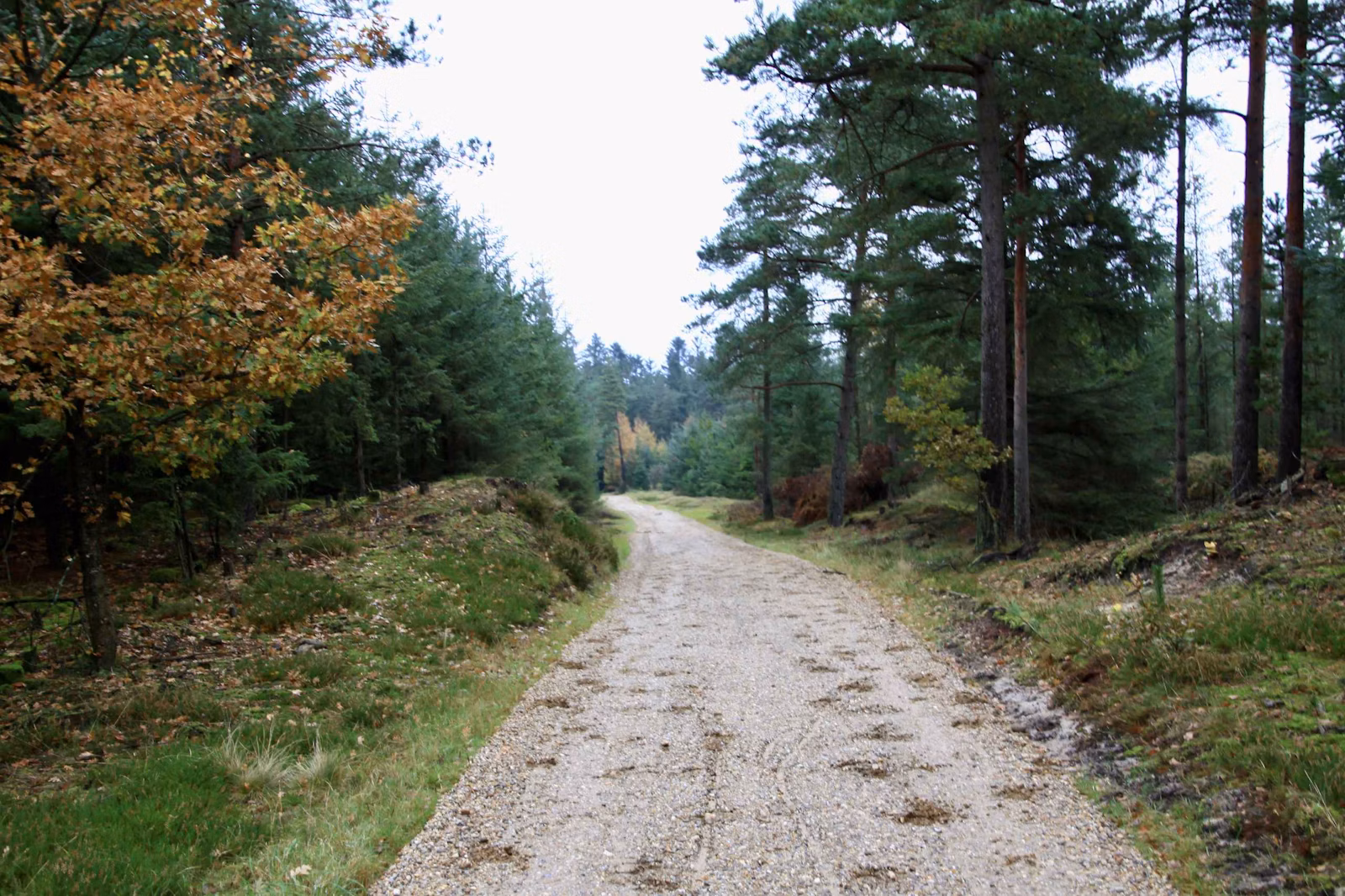 Efterår i Vrøgum Klitplantage