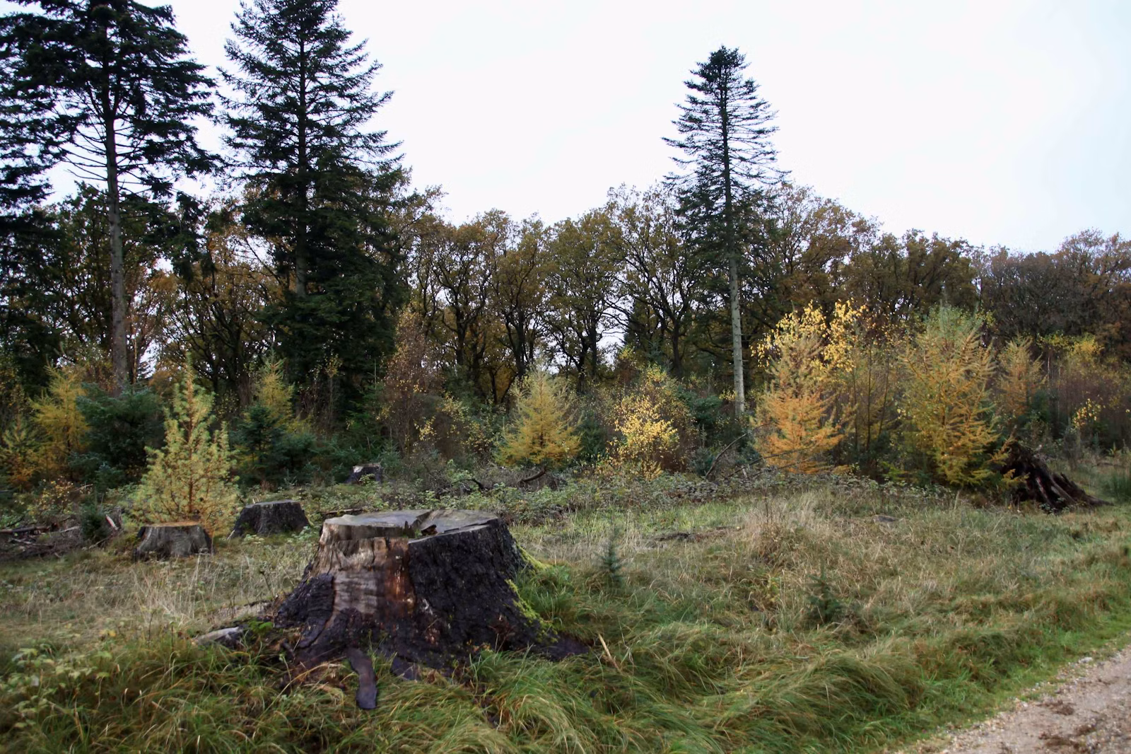 Efterår i Vrøgum Klitplantage