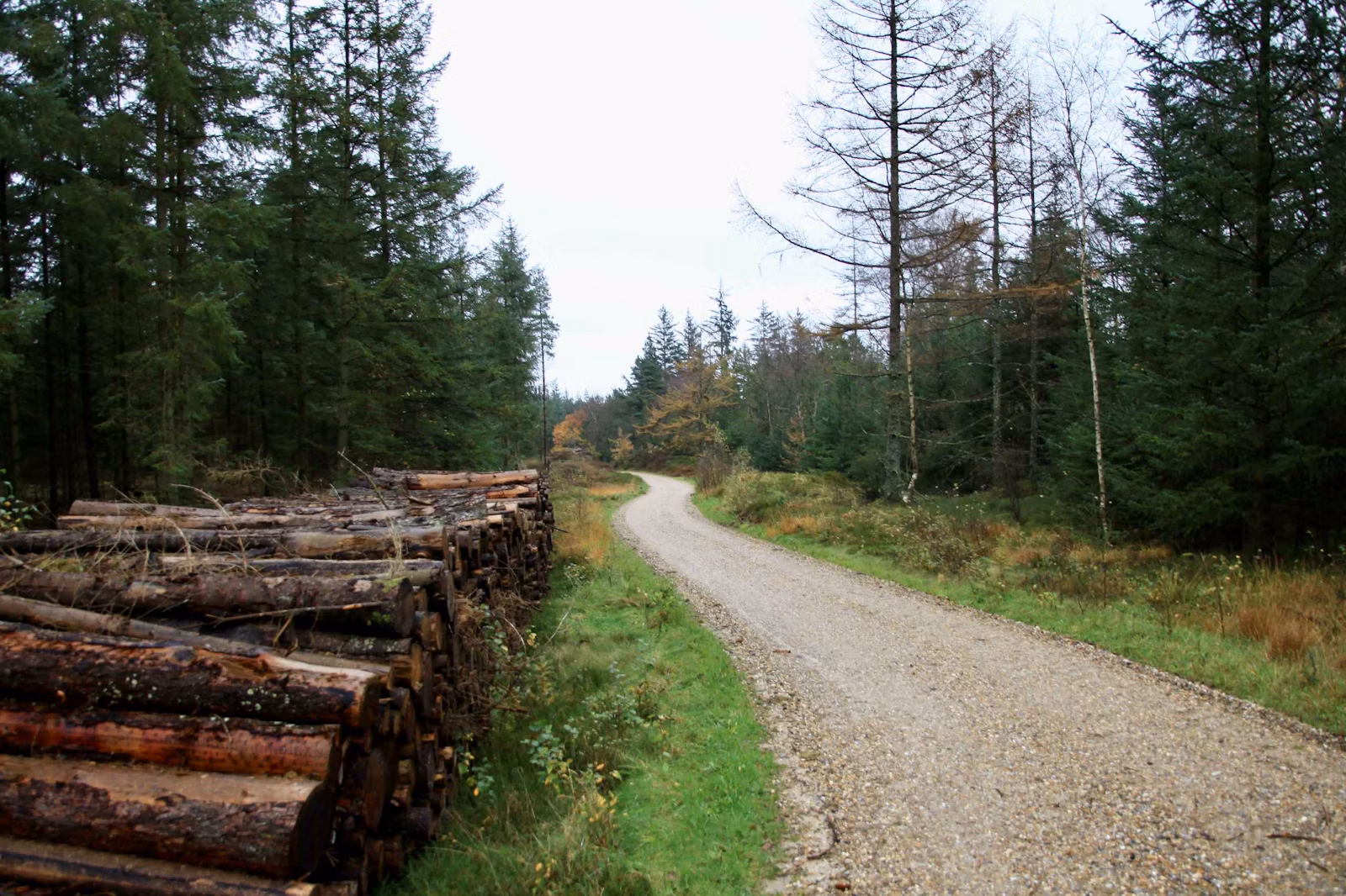 Efterår i Vrøgum Klitplantage