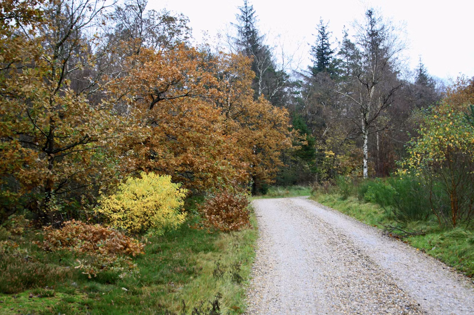 Efterår i Vrøgum Klitplantage