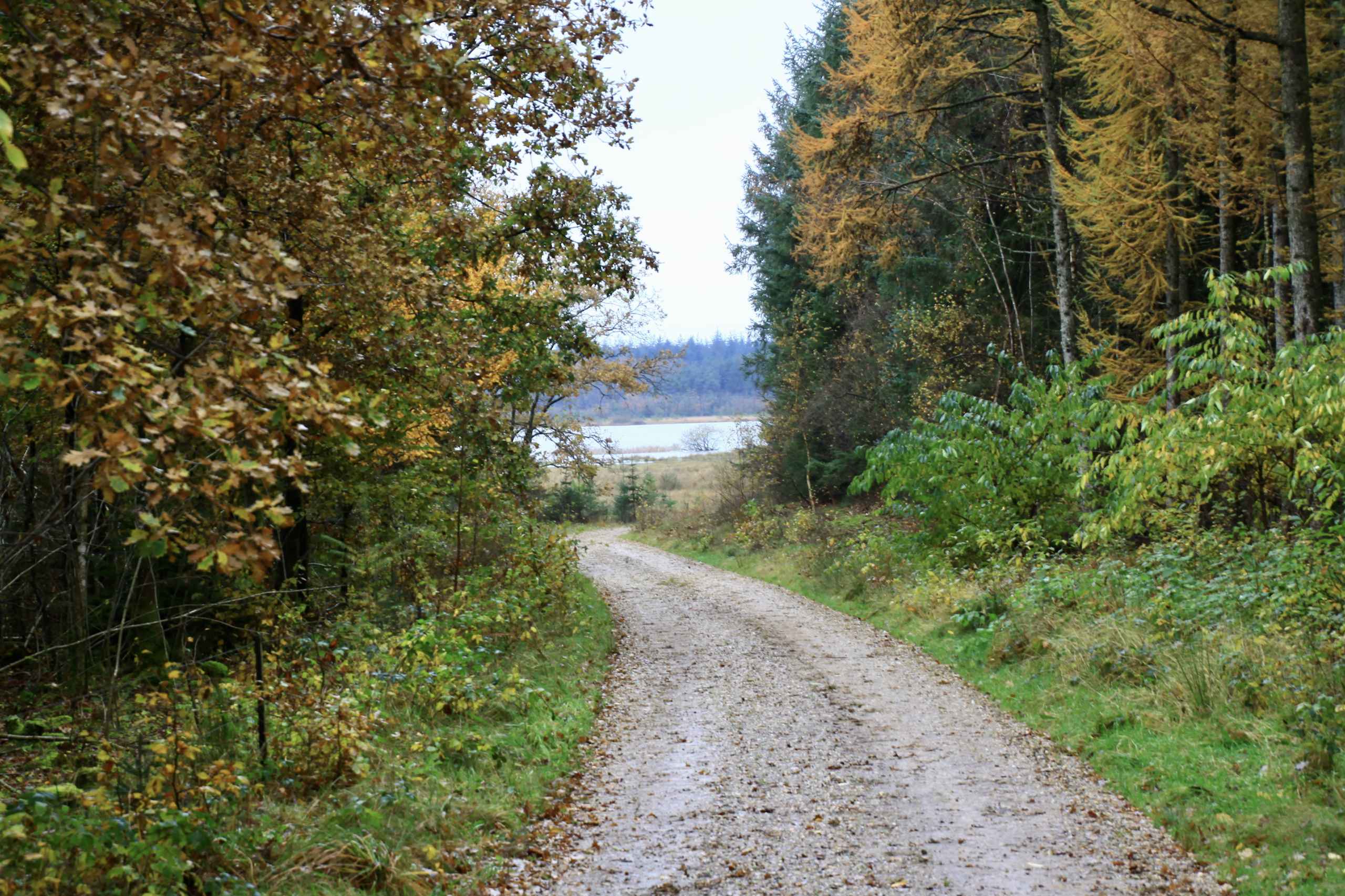 Efterår i Vrøgum Klitplantage