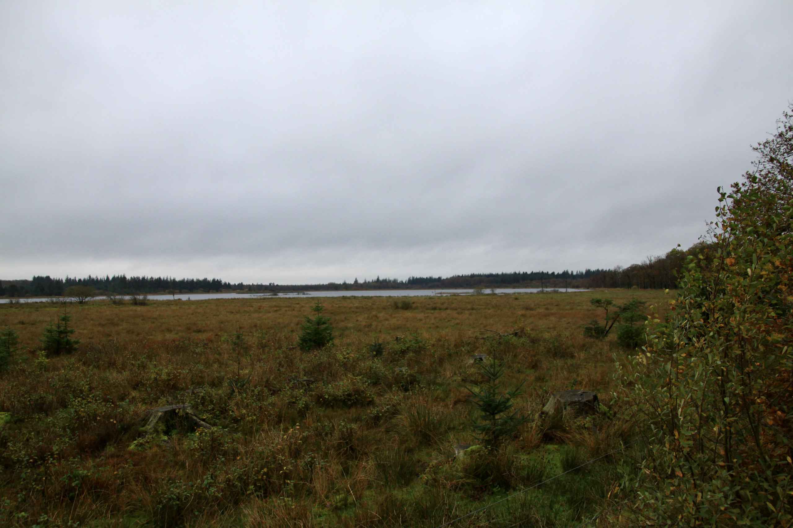 Efterår i Vrøgum Klitplantage