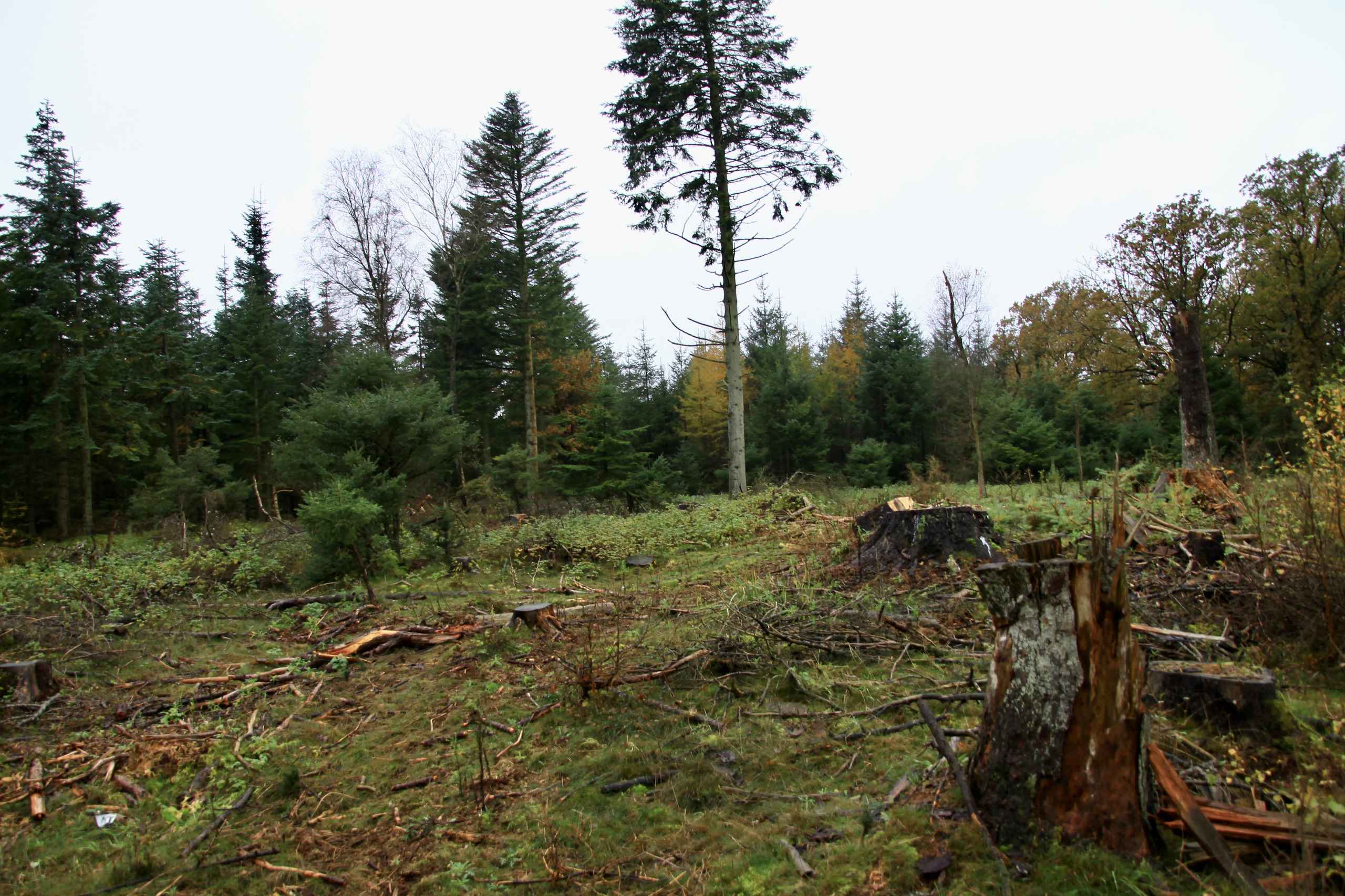 Efterår i Vrøgum Klitplantage