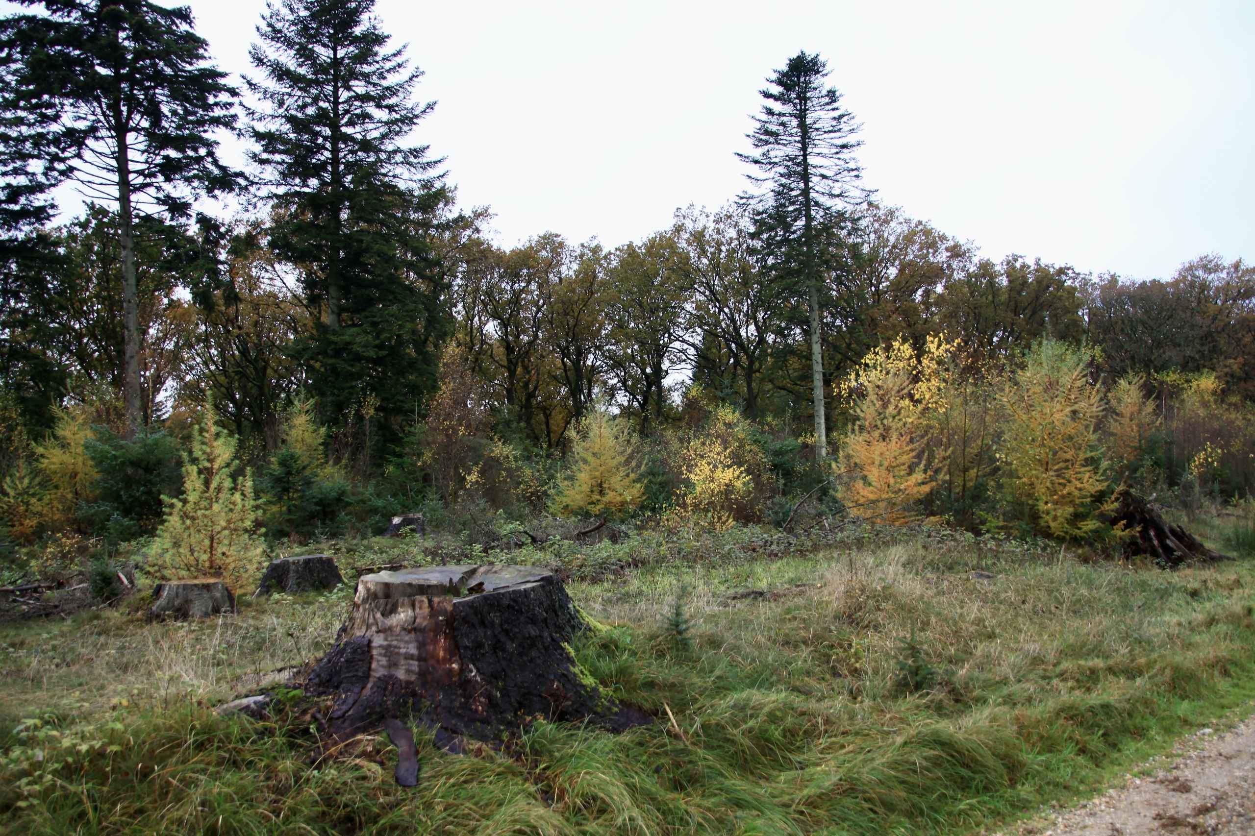 Efterår i Vrøgum Klitplantage