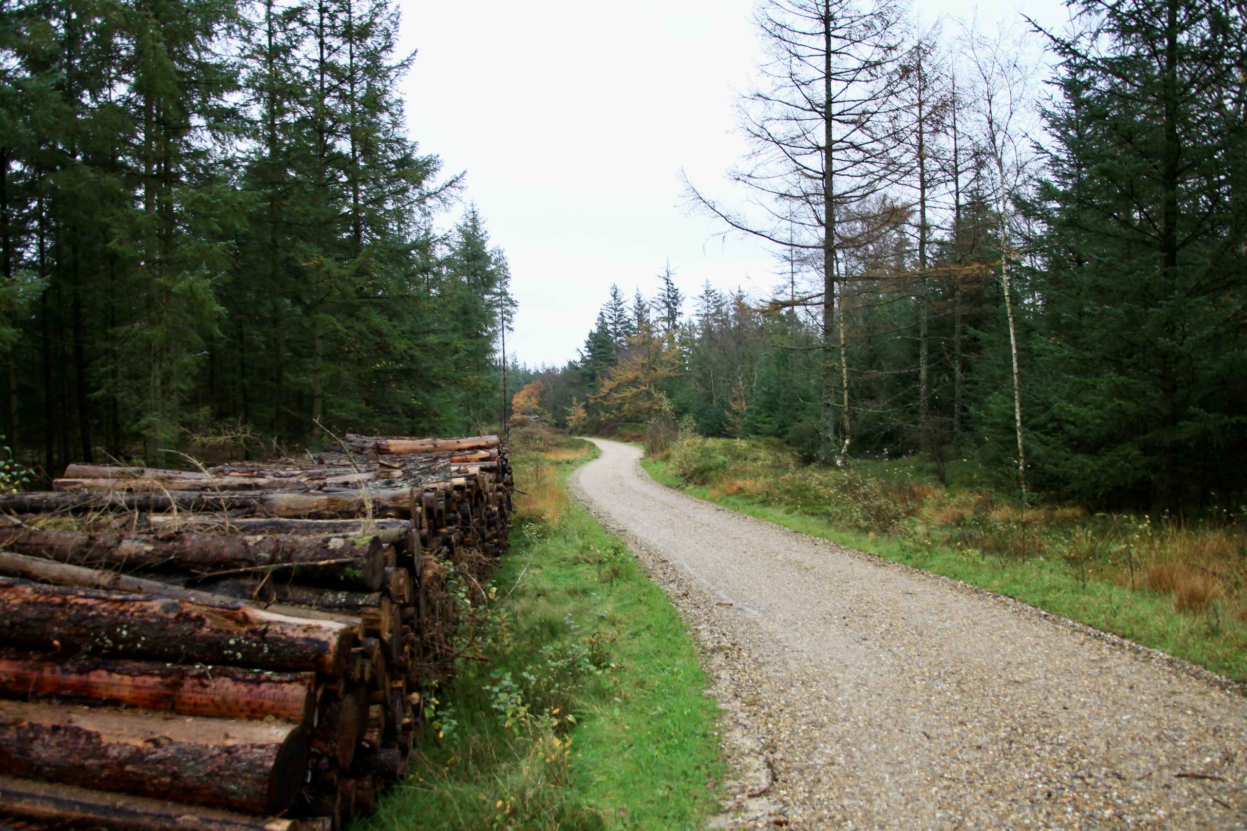 Efterår i Vrøgum Klitplantage