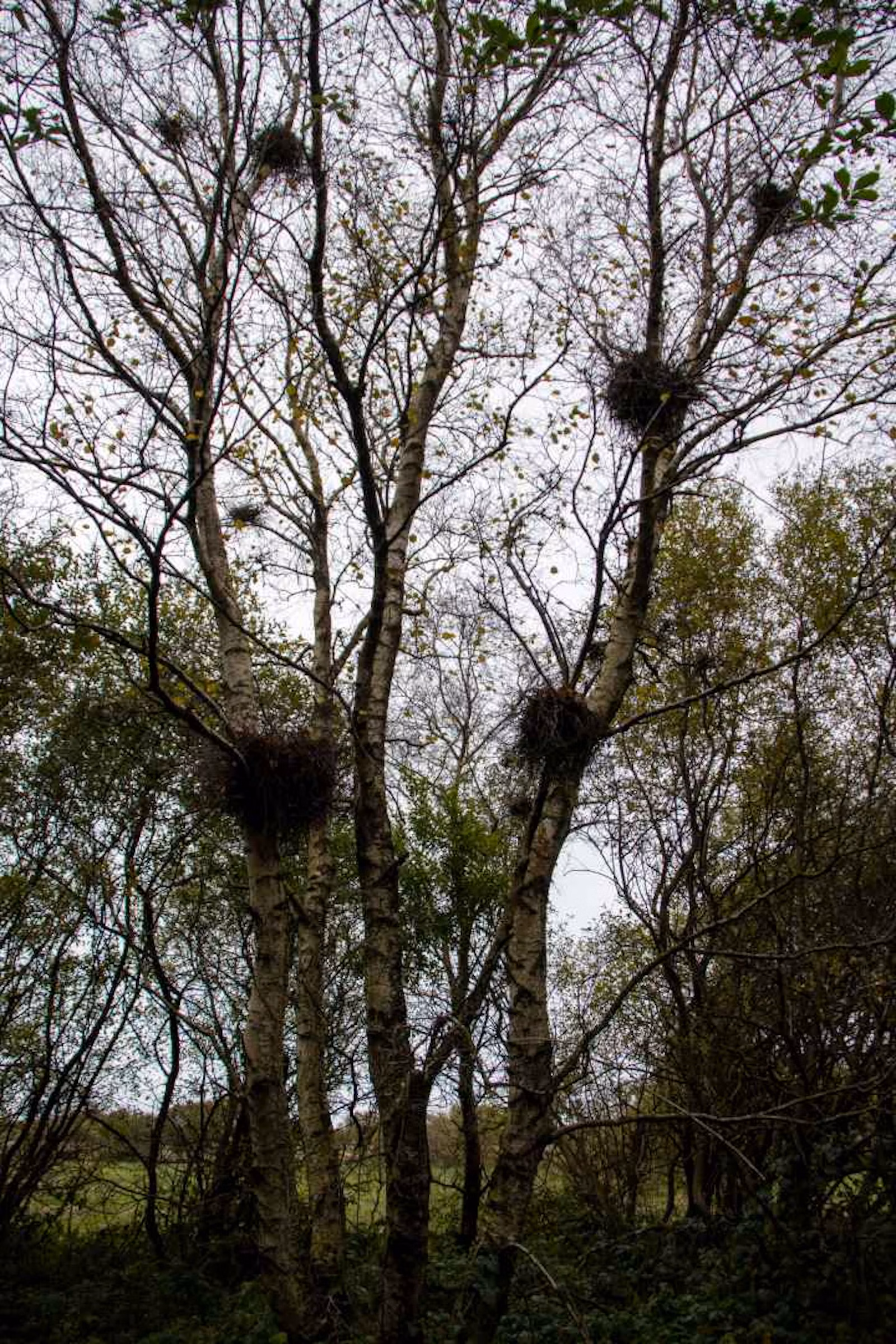 4H og naturvejleder i Engparken