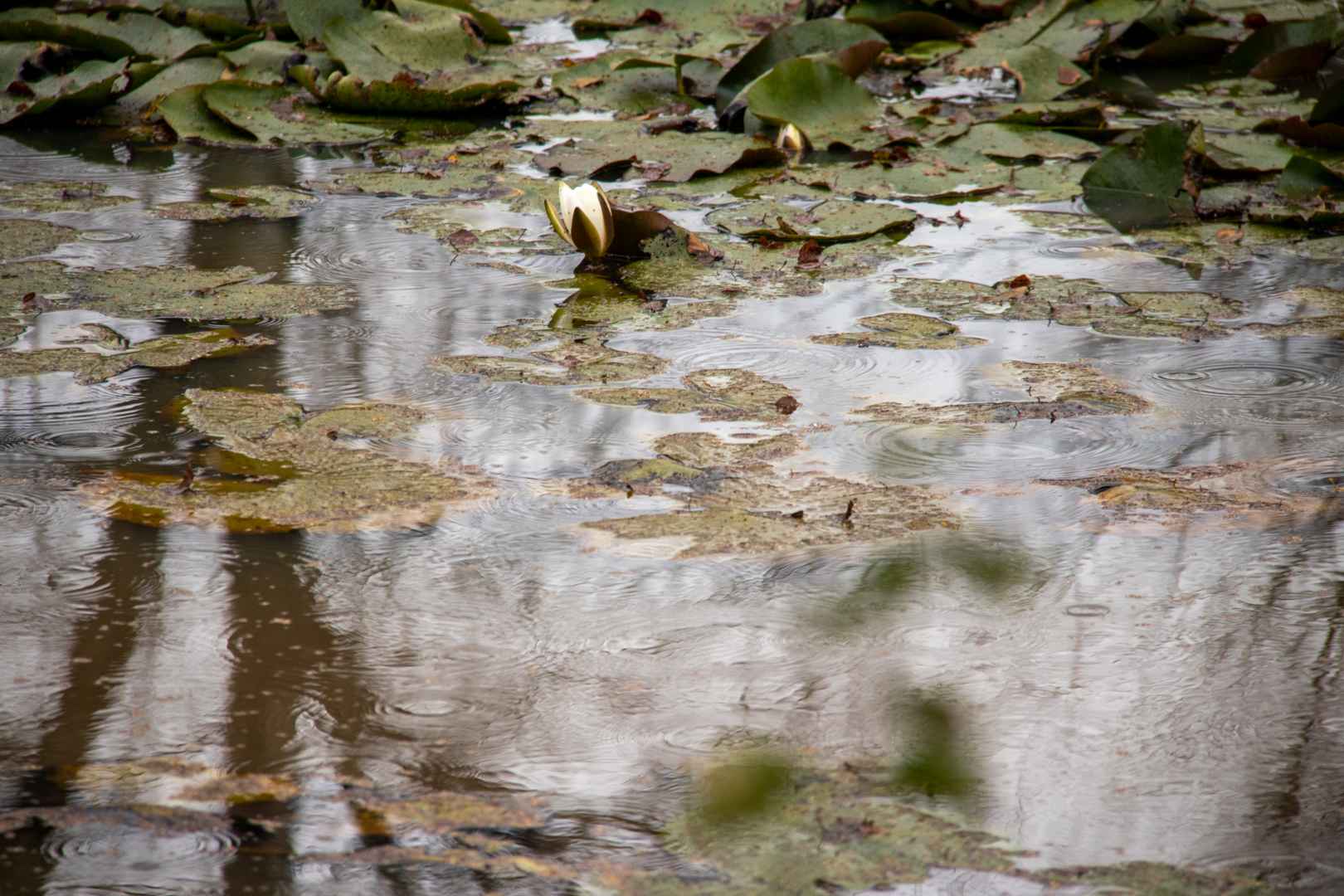4H og naturvejleder i Engparken