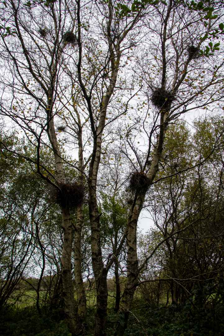 4H og naturvejleder i Engparken