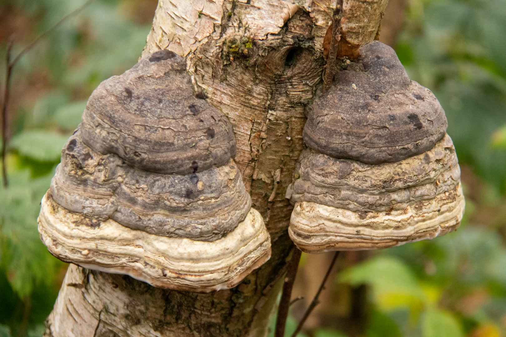 4H og naturvejleder i Engparken