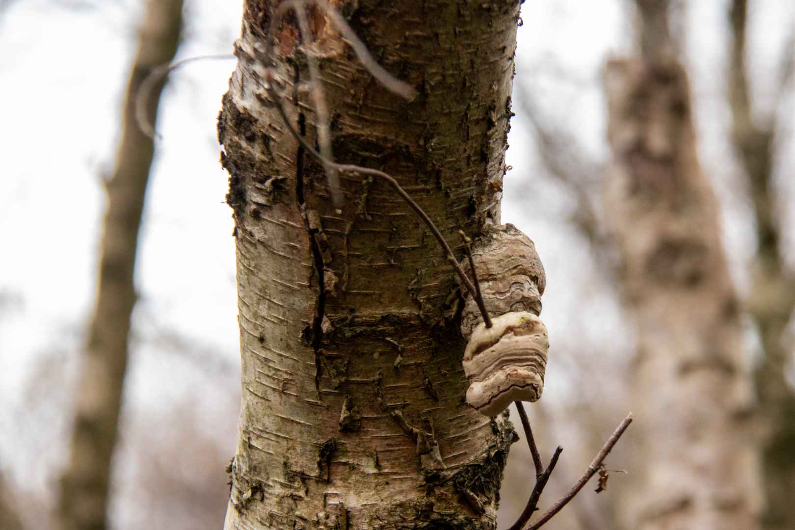 4H og naturvejleder i Engparken