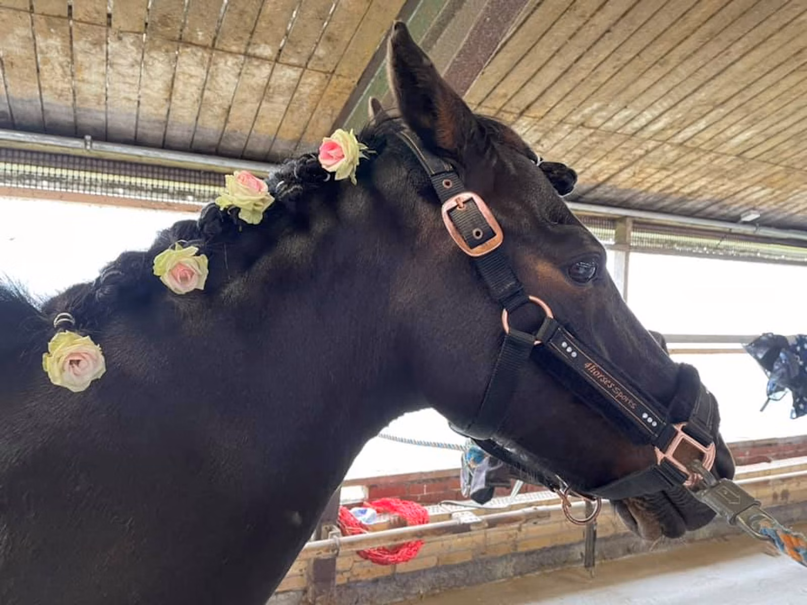Pony hygge