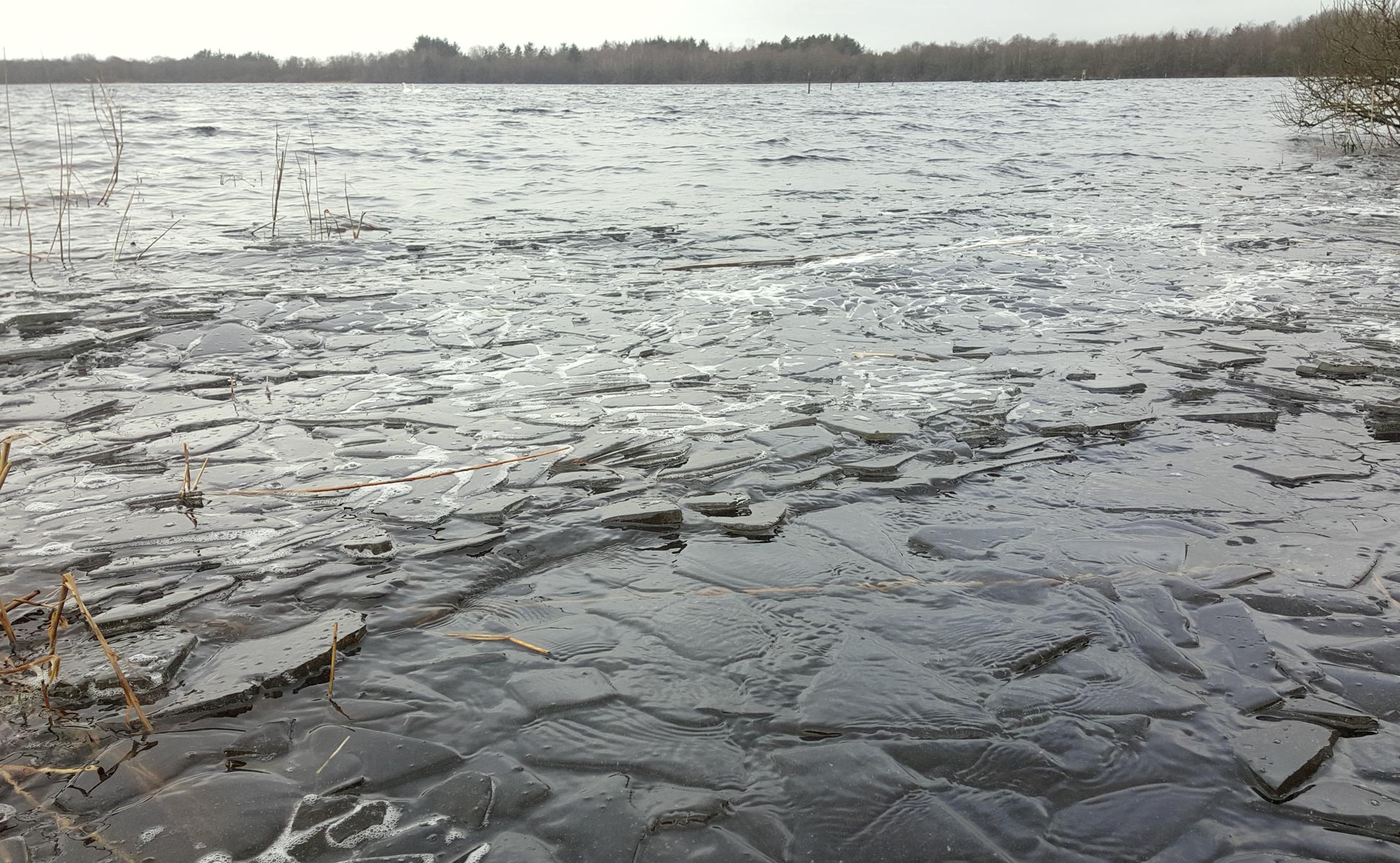 Naturens musik ved Kvie Sø