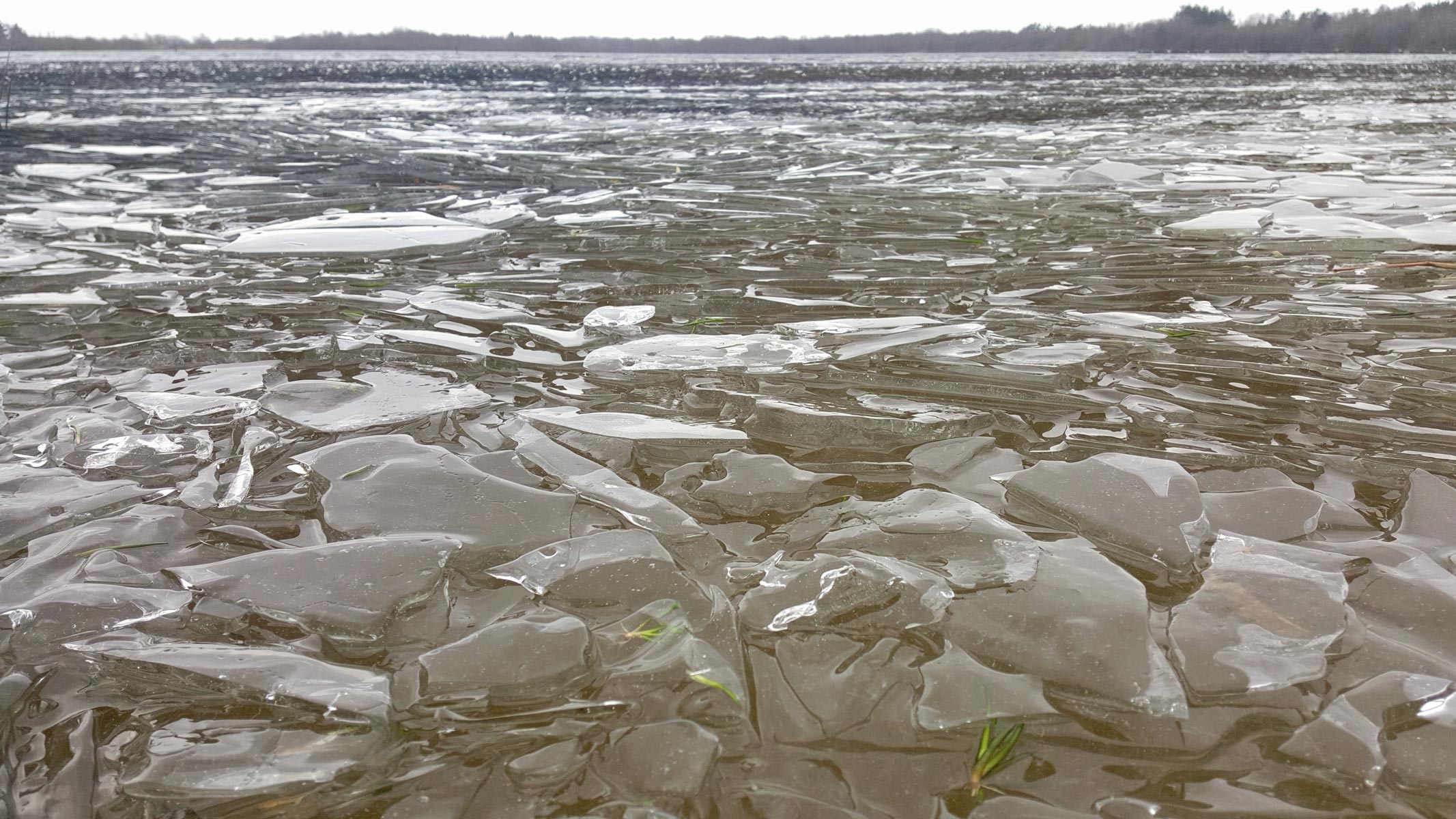Naturens musik ved Kvie Sø